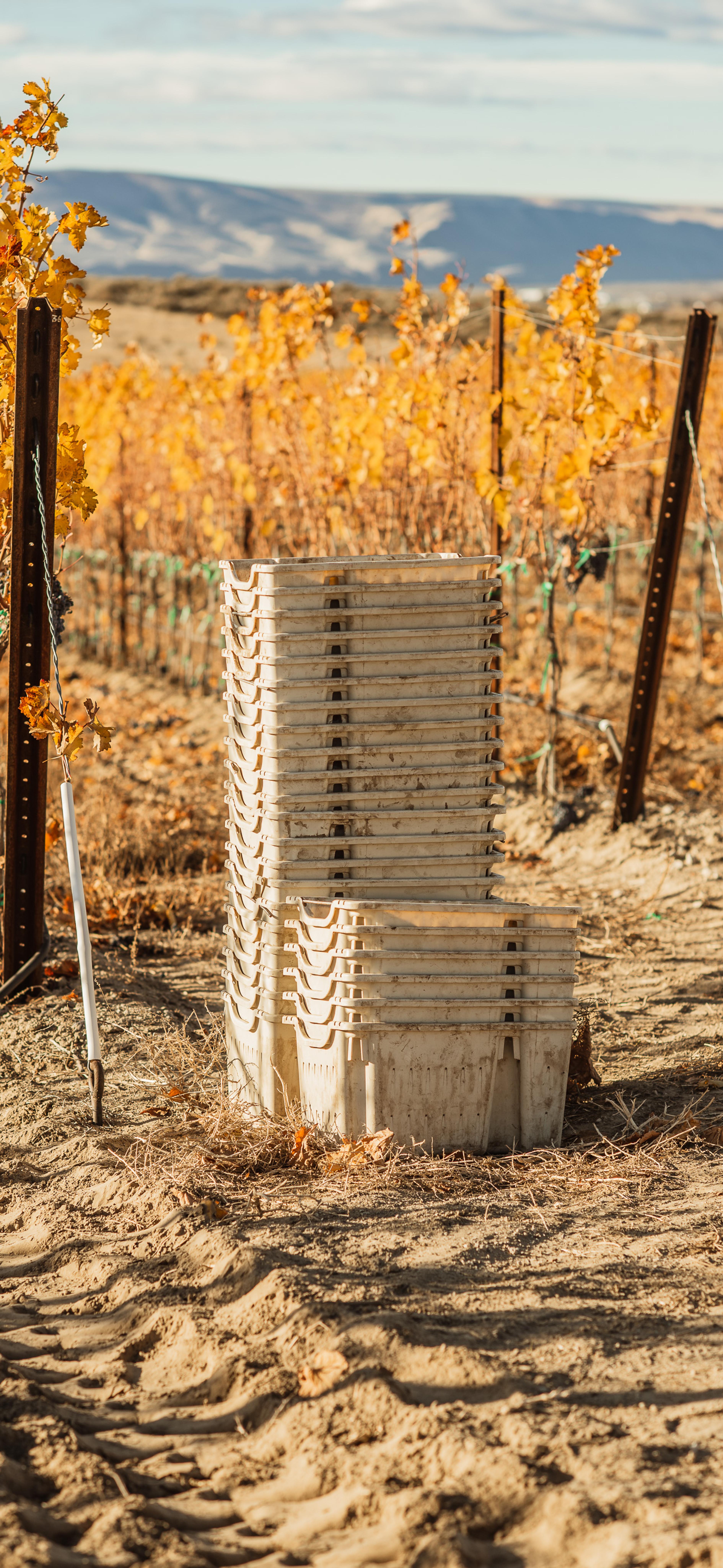 November | Royal Slope AVA