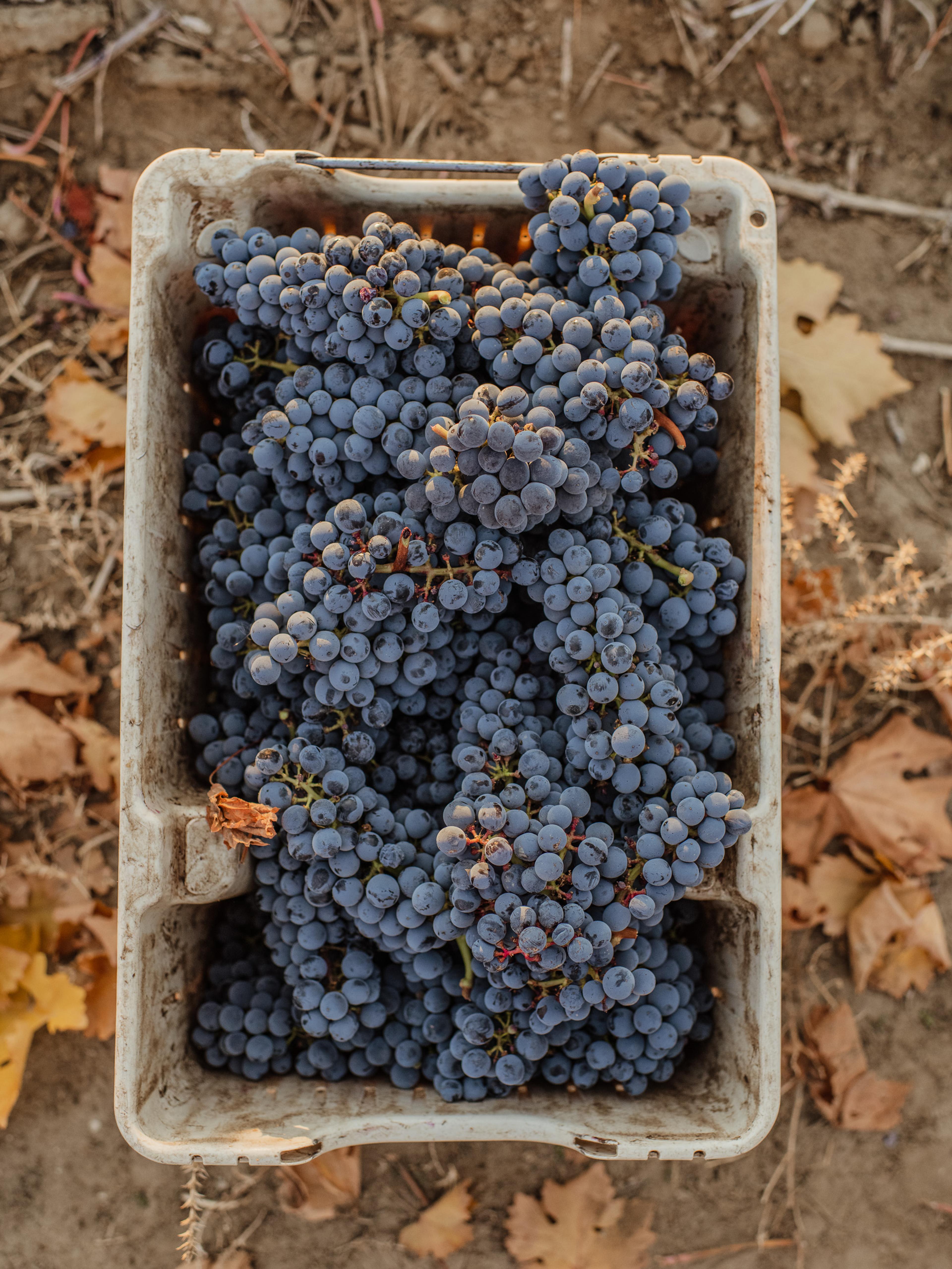 Cabernet Sauvignon | Royal Slope AVA