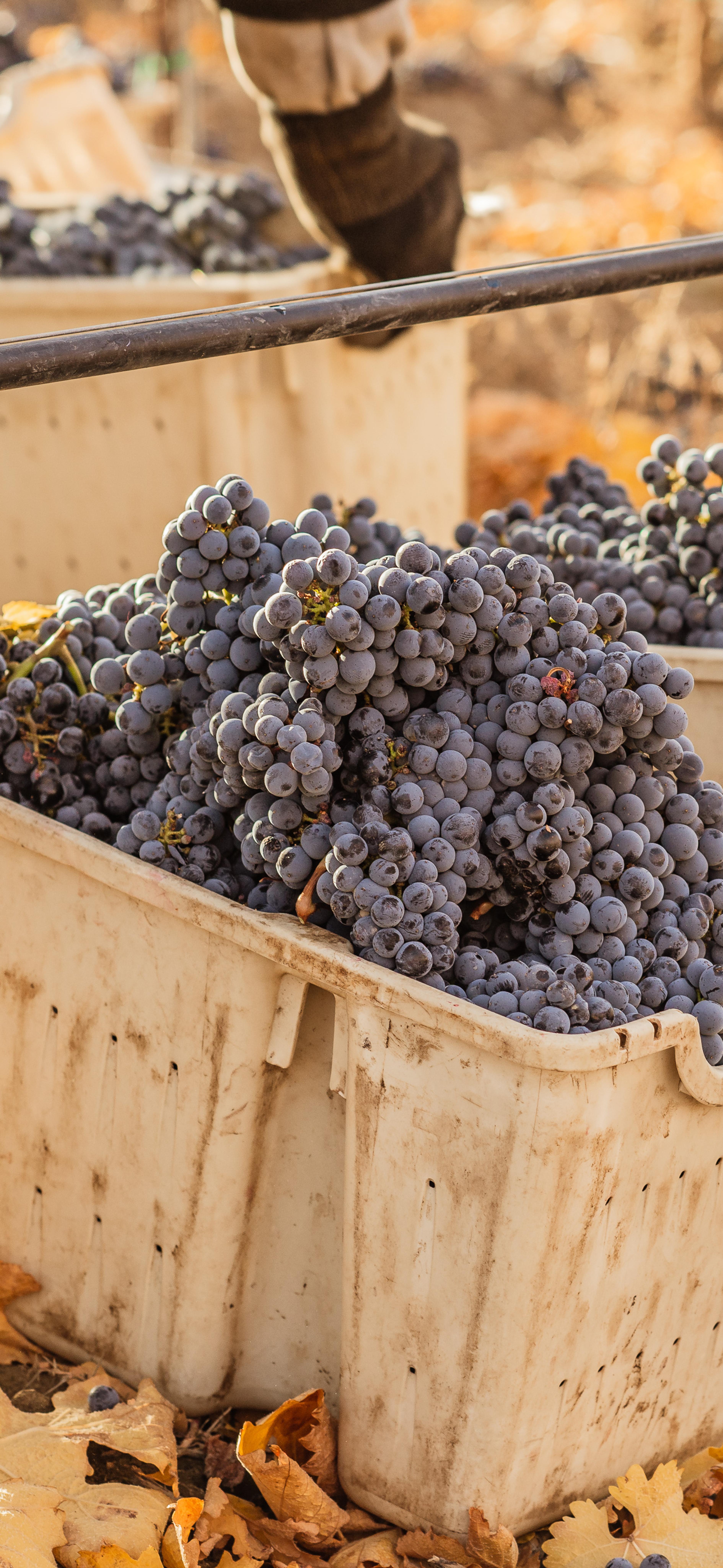 Cabernet Sauvignon | Royal Slope AVA