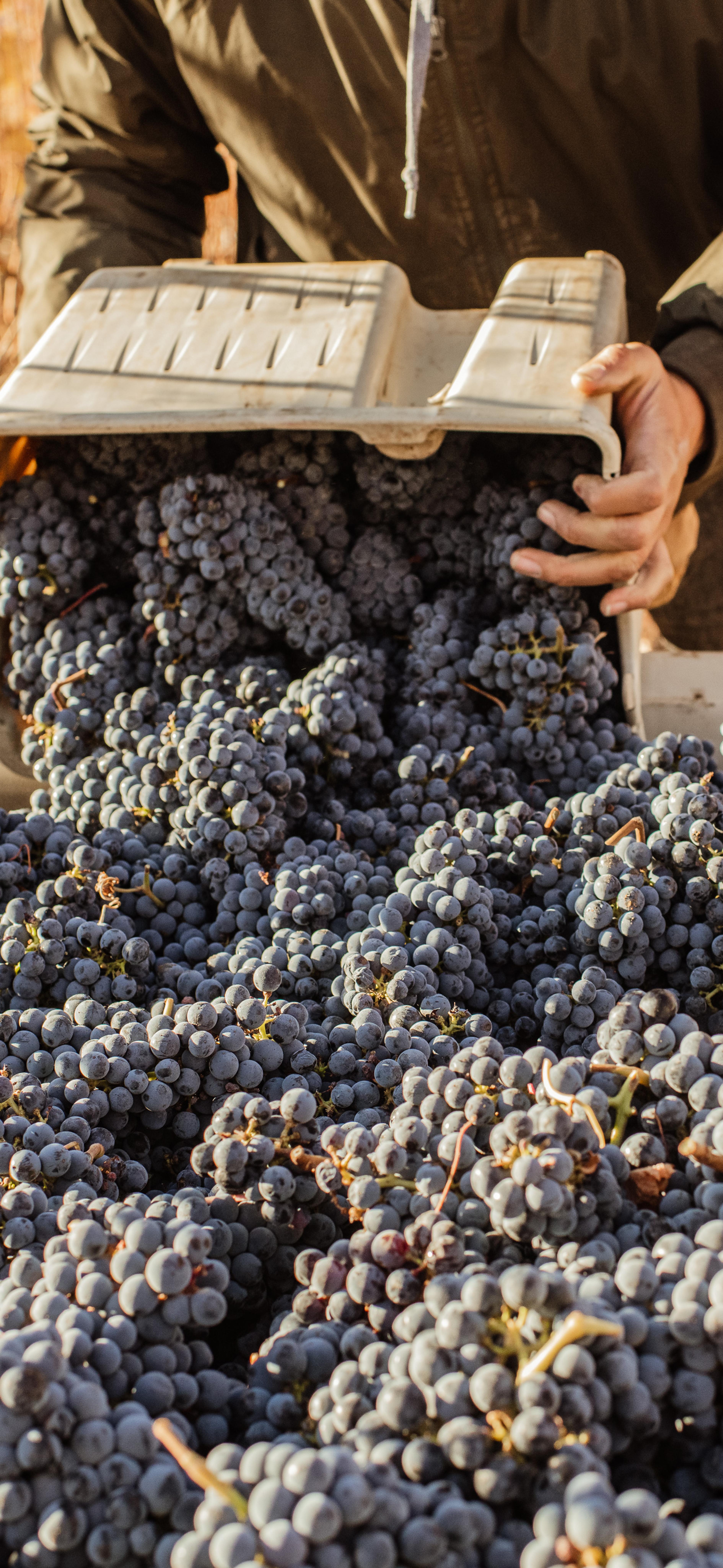 Cabernet Sauvignon | Royal Slope AVA