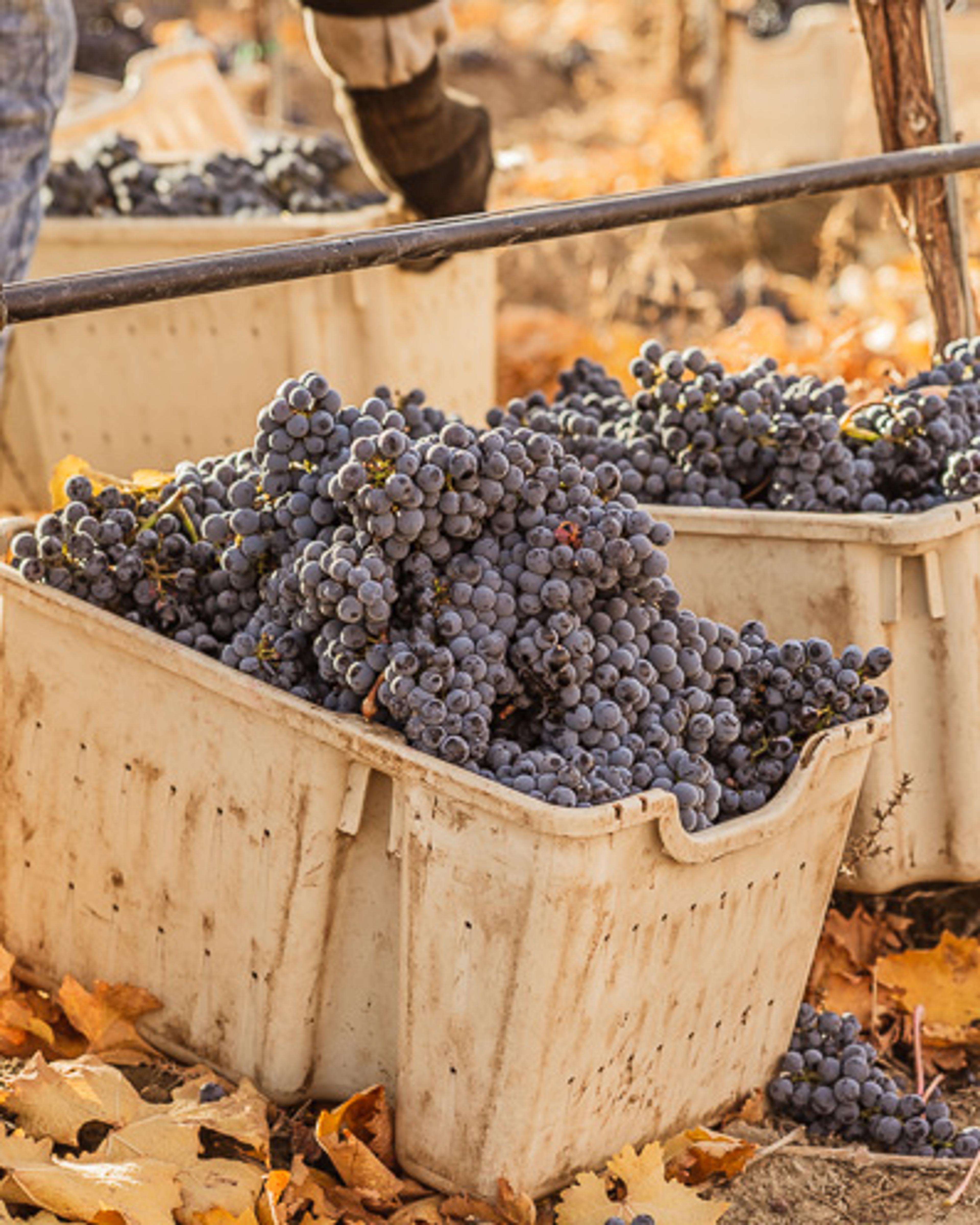 Cabernet Sauvignon | Royal Slope AVA