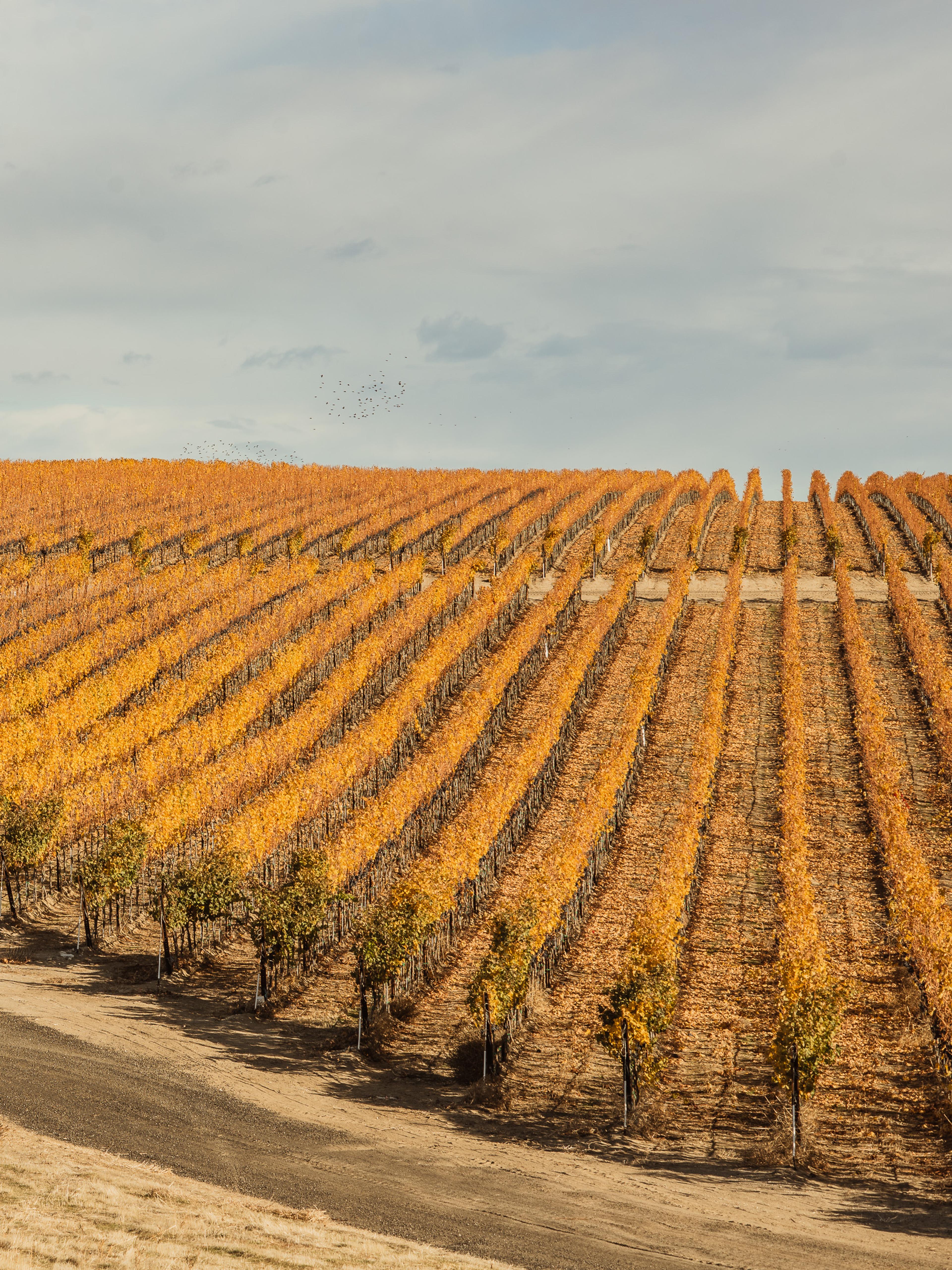 November | Royal Slope AVA