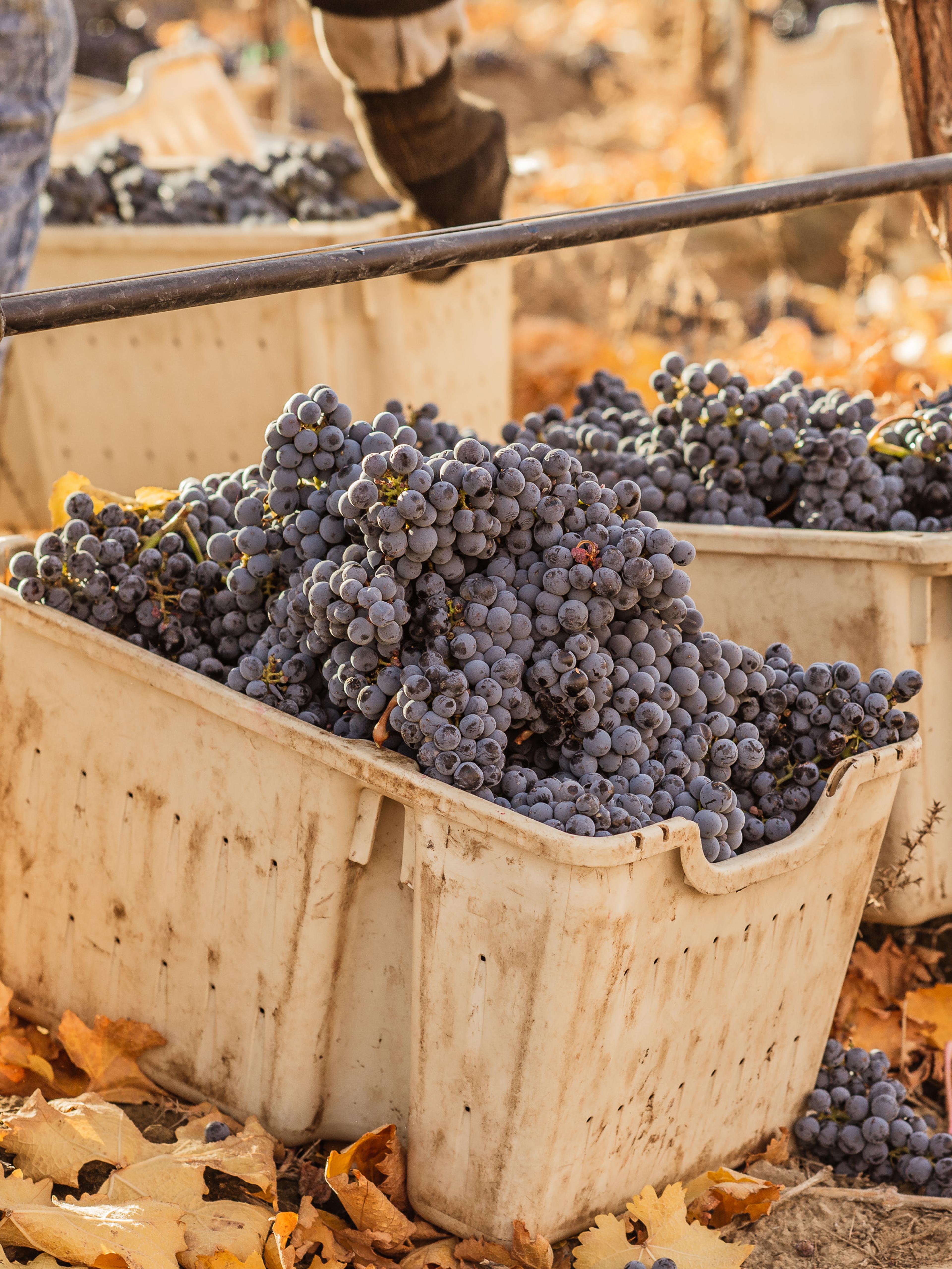 Cabernet Sauvignon | Royal Slope AVA