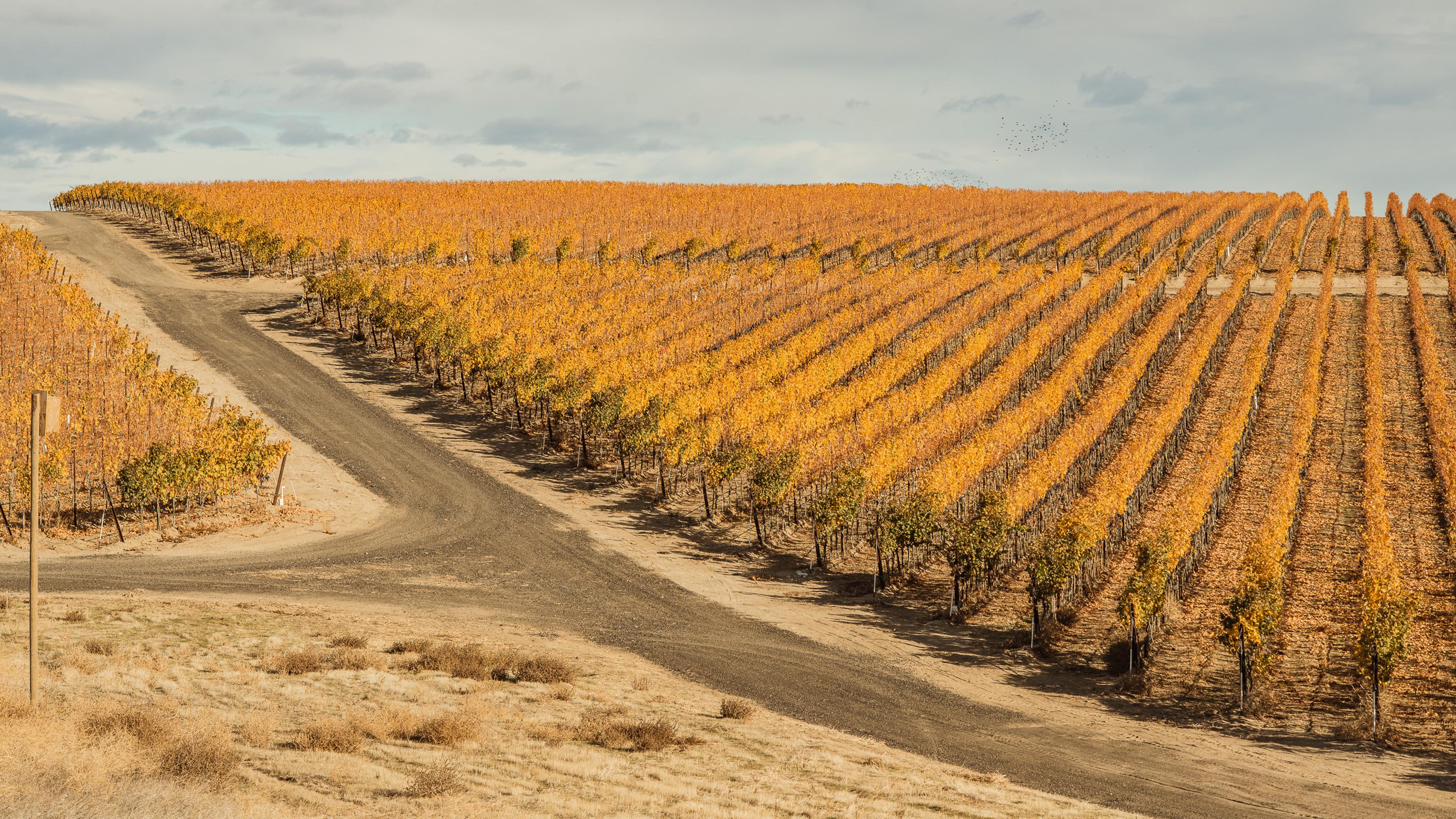 November | Royal Slope AVA