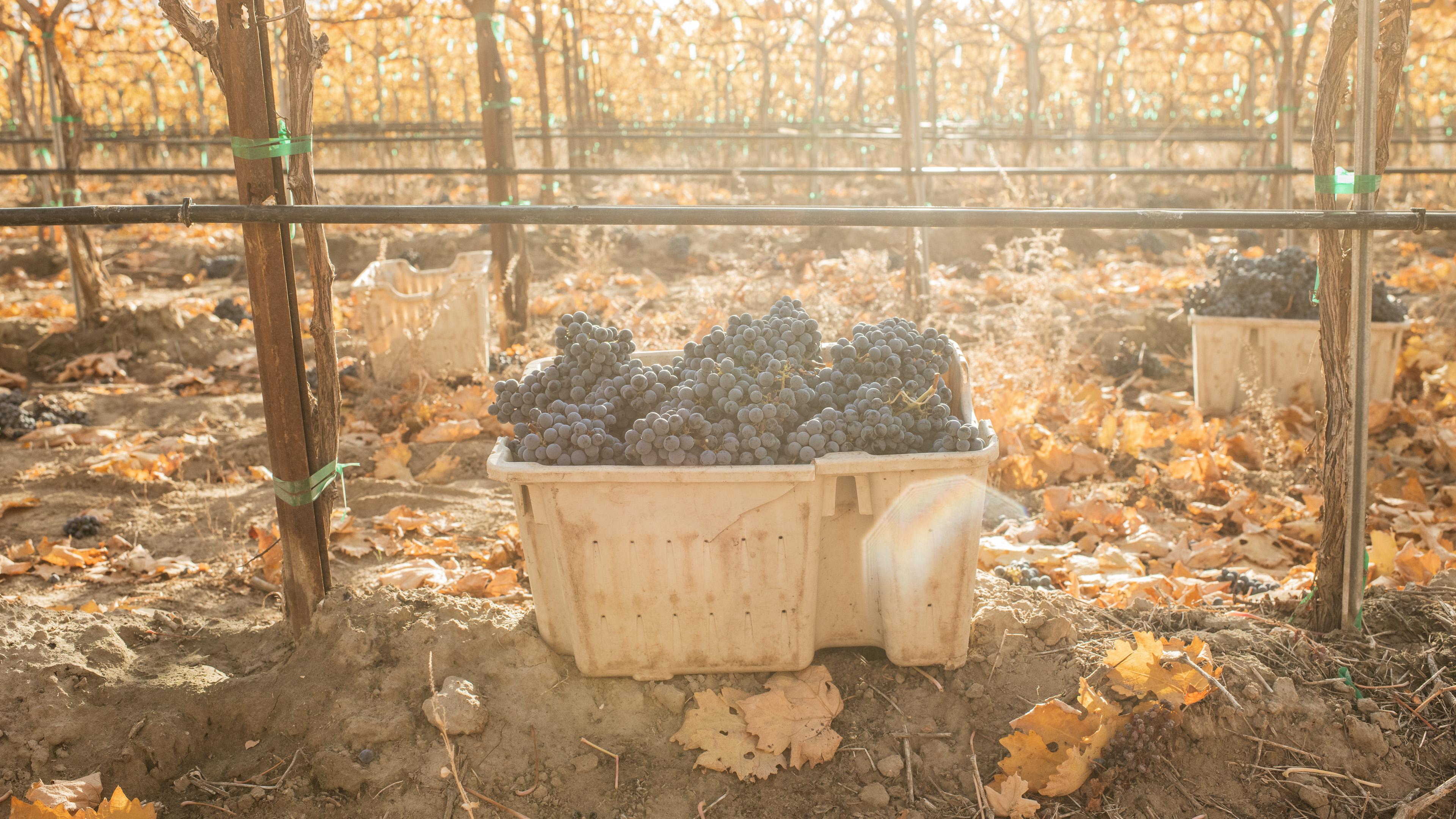 Cabernet Sauvignon | Royal Slope AVA