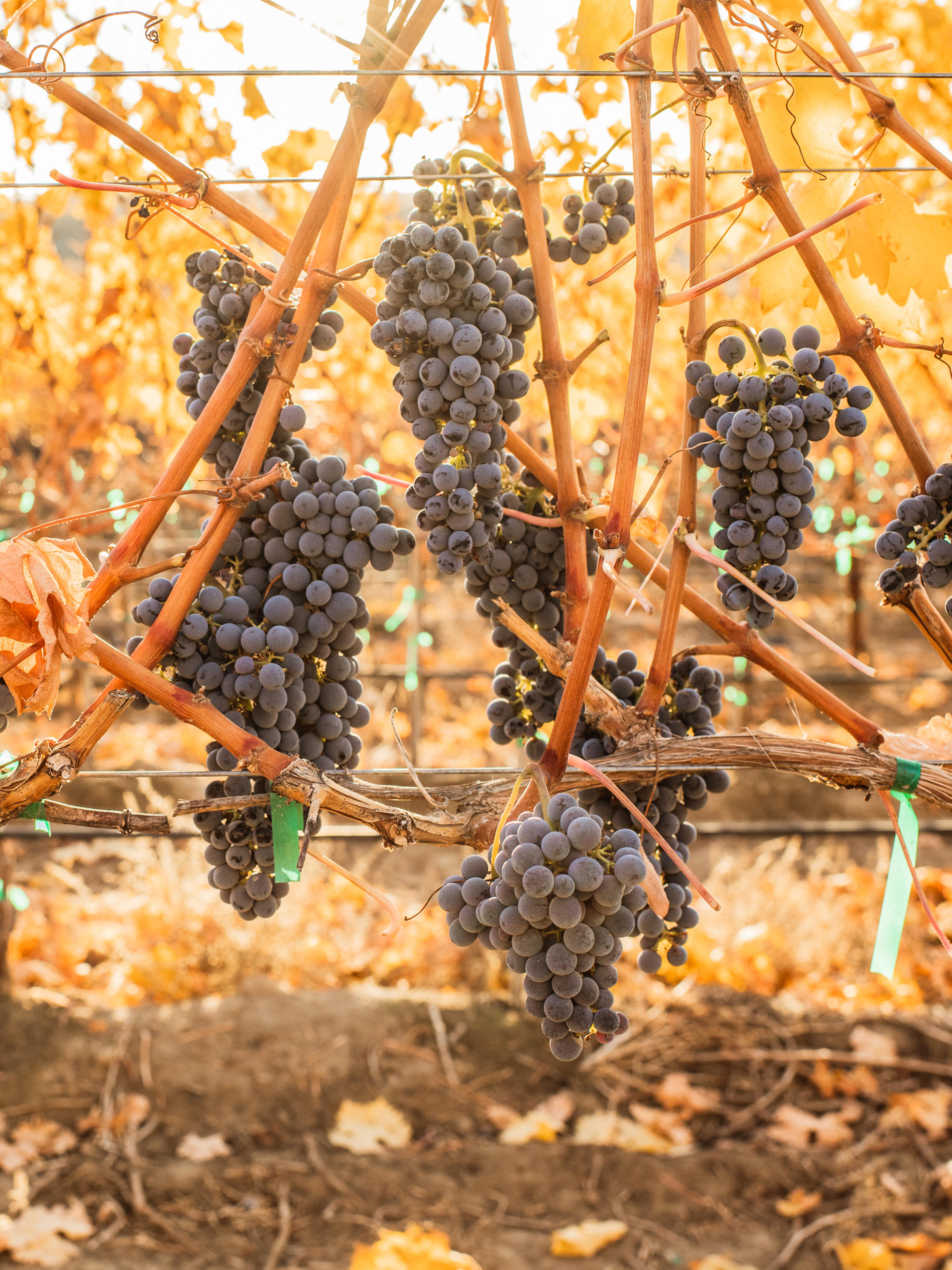 Cabernet Sauvignon | Royal Slope AVA