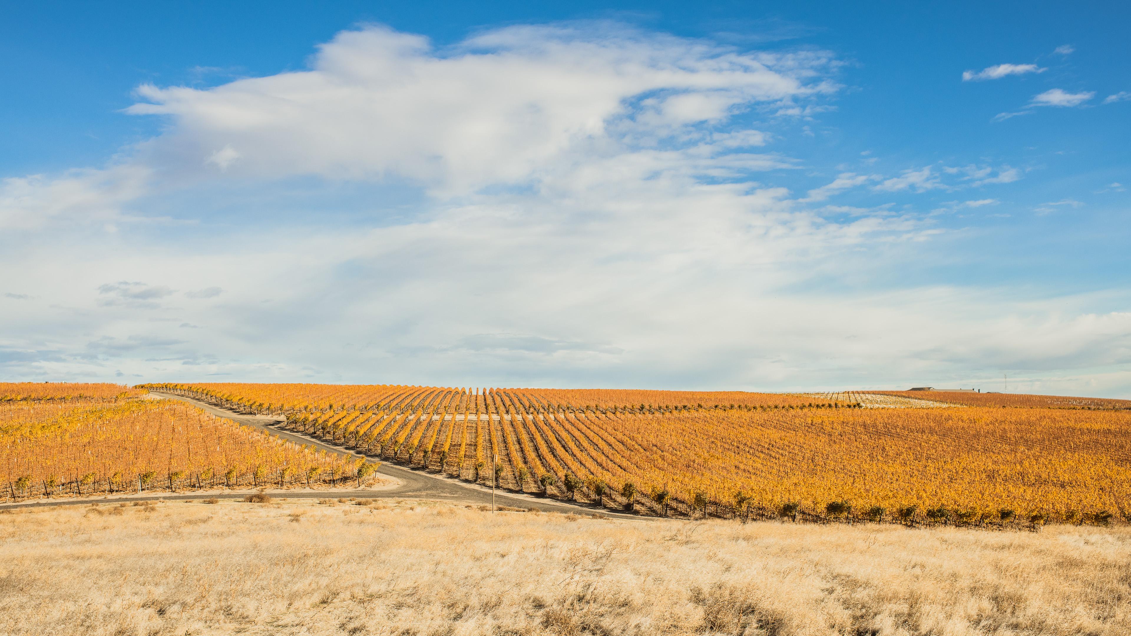 November | Royal Slope AVA