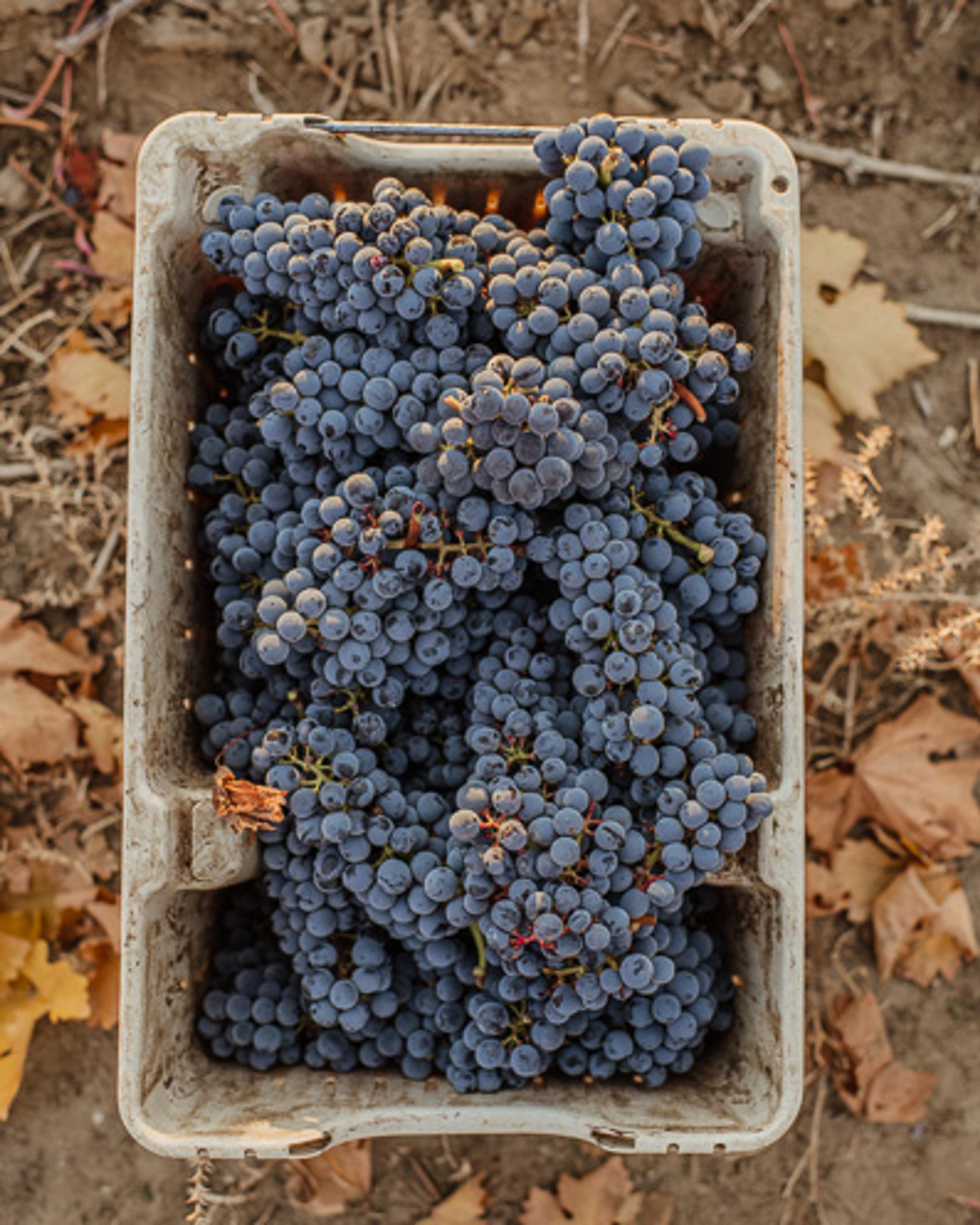 Cabernet Sauvignon | Royal Slope AVA