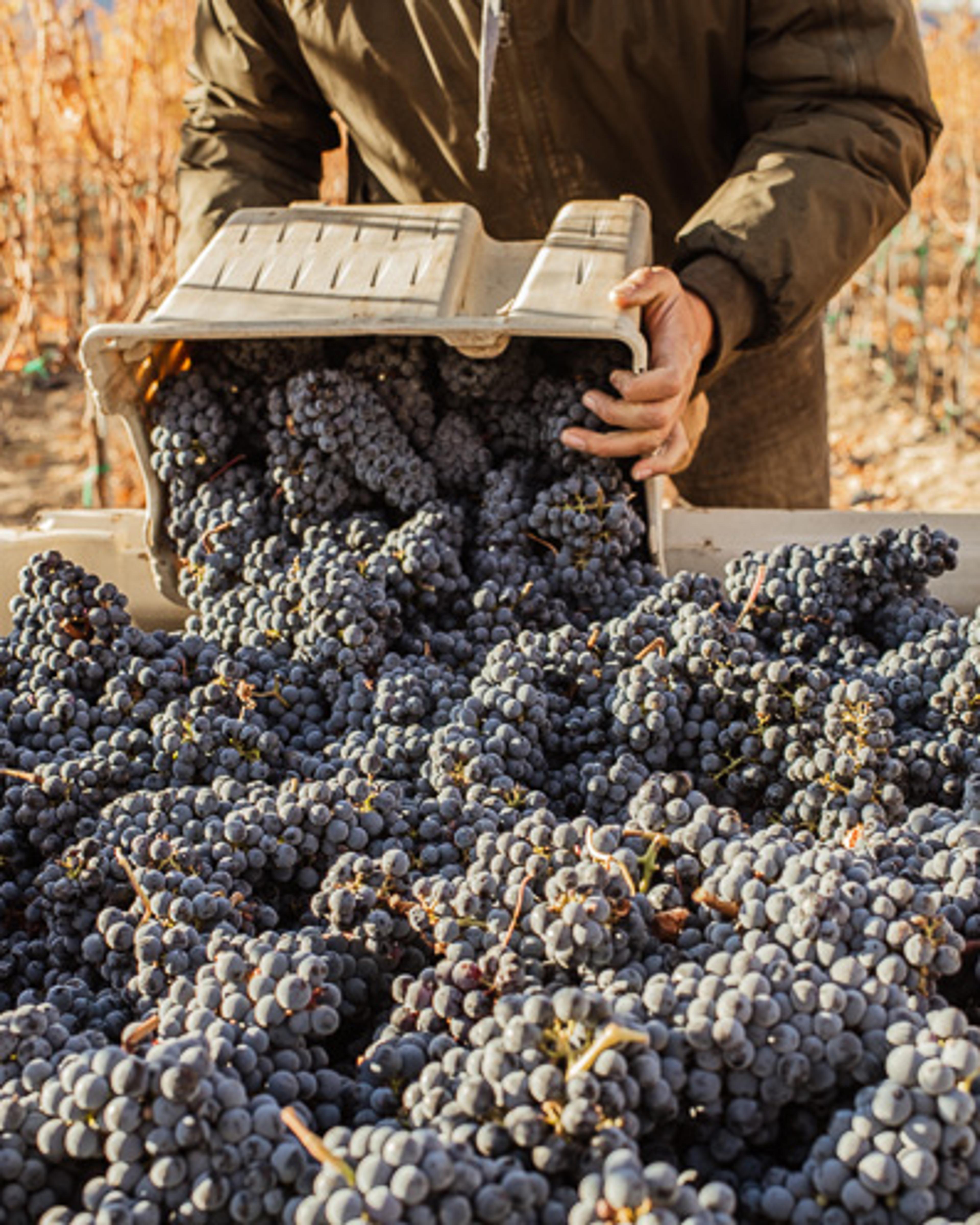 Cabernet Sauvignon | Royal Slope AVA