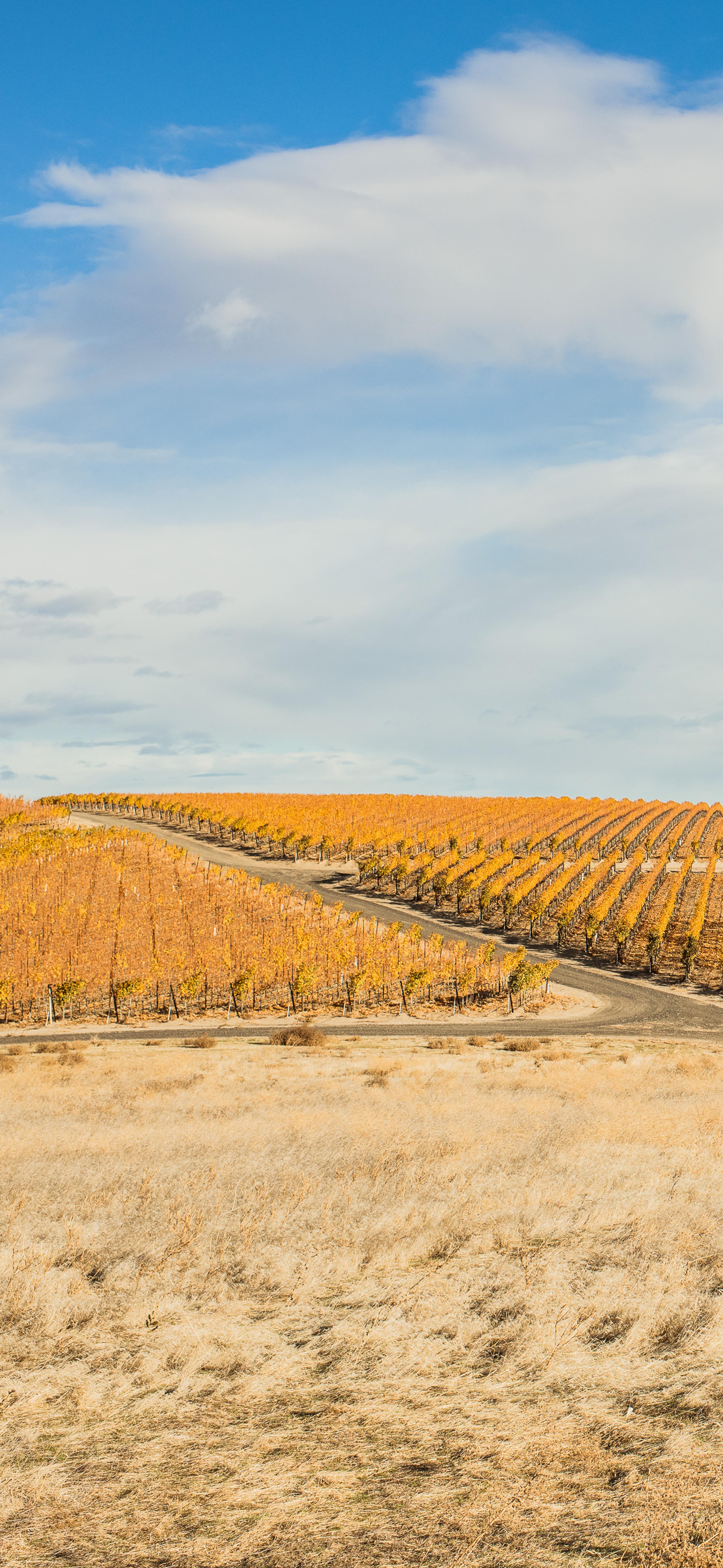 November | Royal Slope AVA