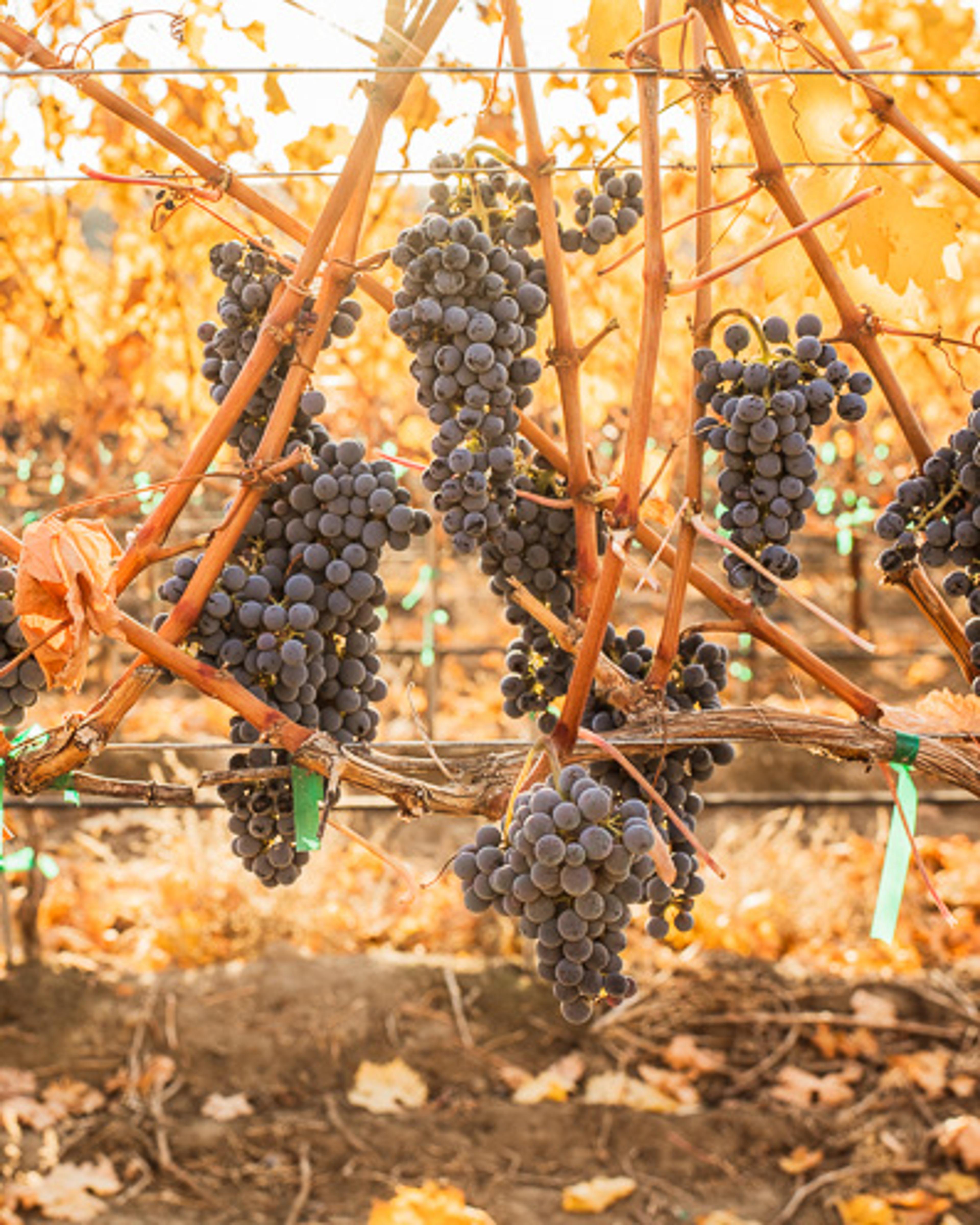 Cabernet Sauvignon | Royal Slope AVA