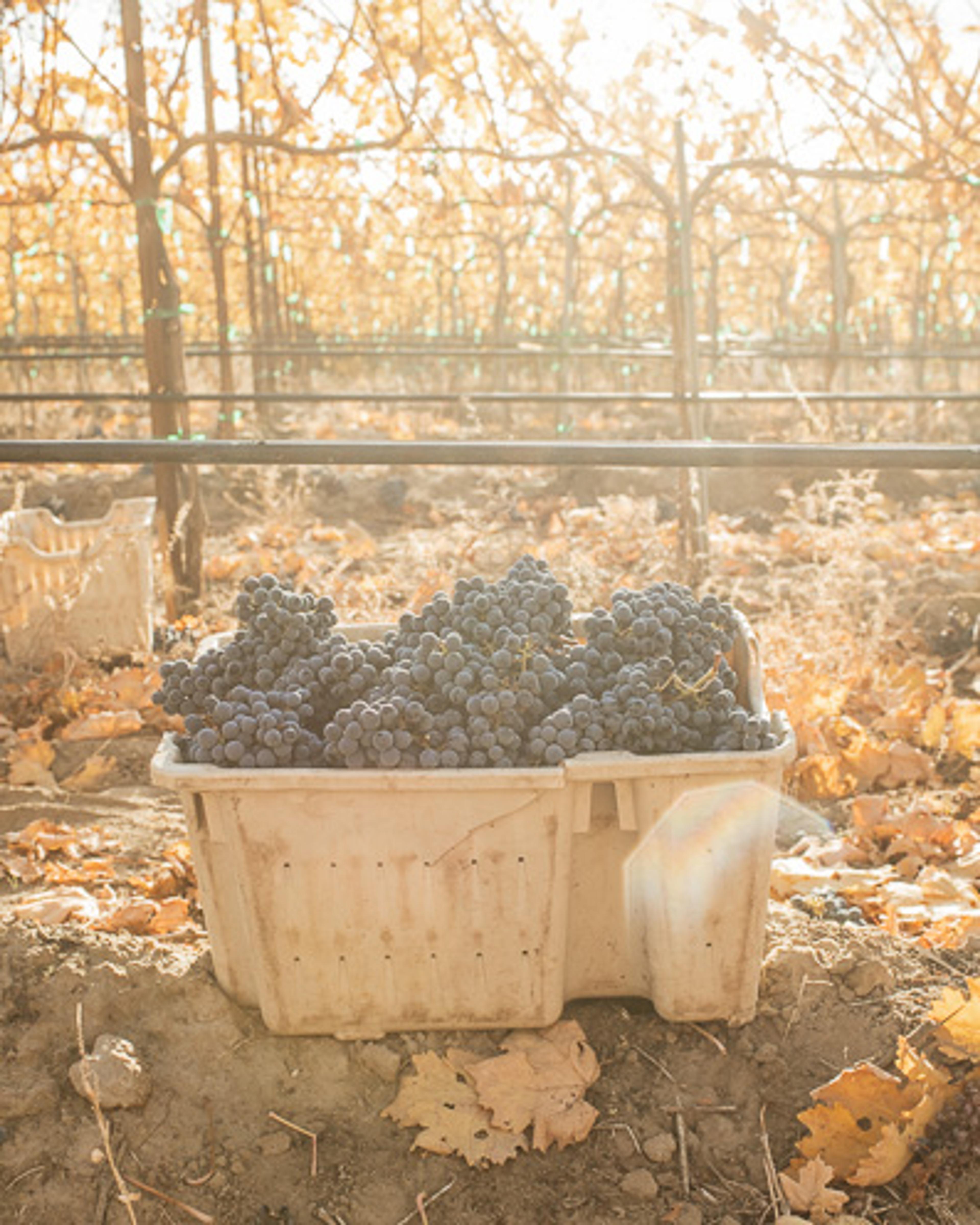 Cabernet Sauvignon | Royal Slope AVA