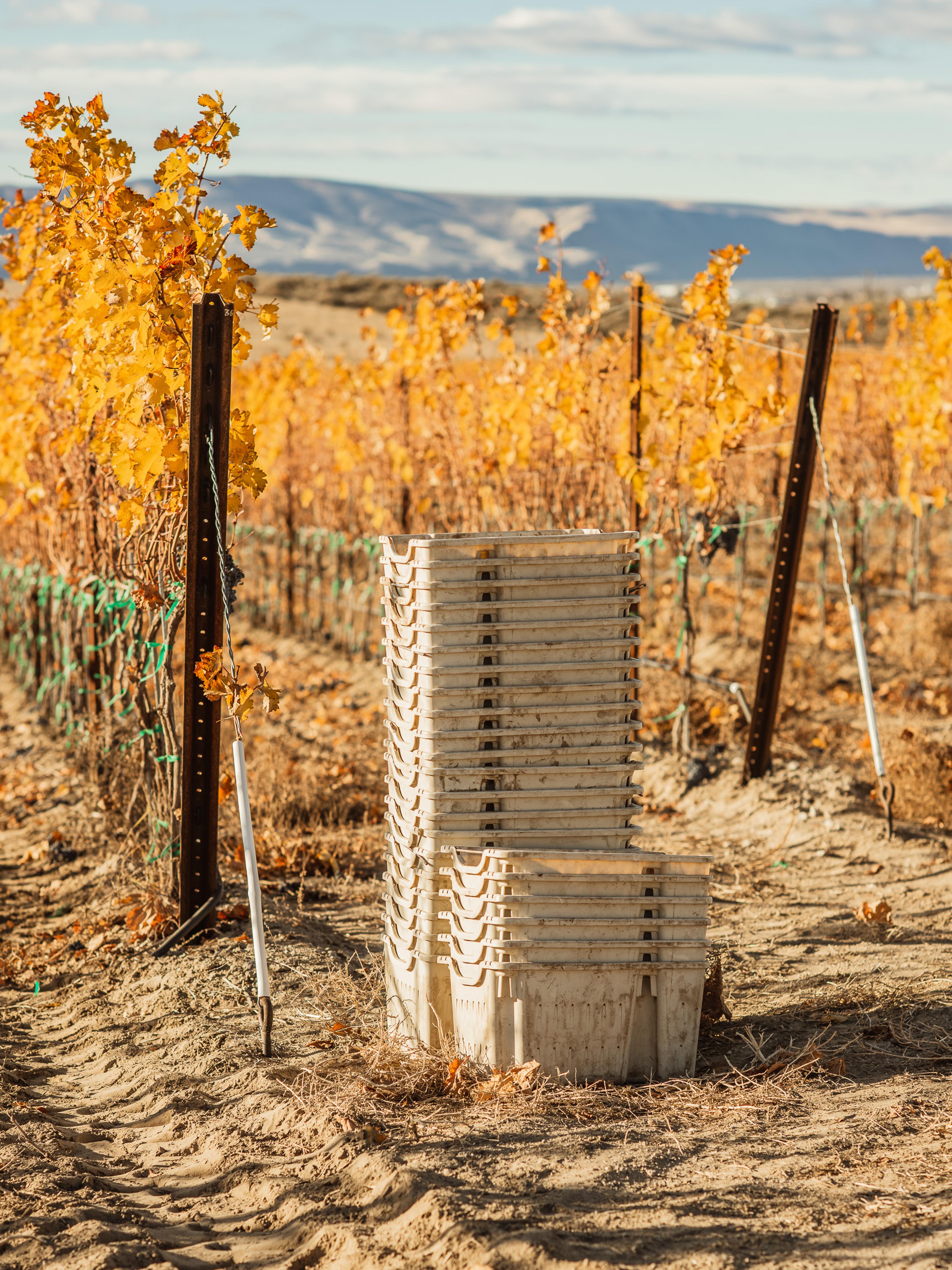 November | Royal Slope AVA