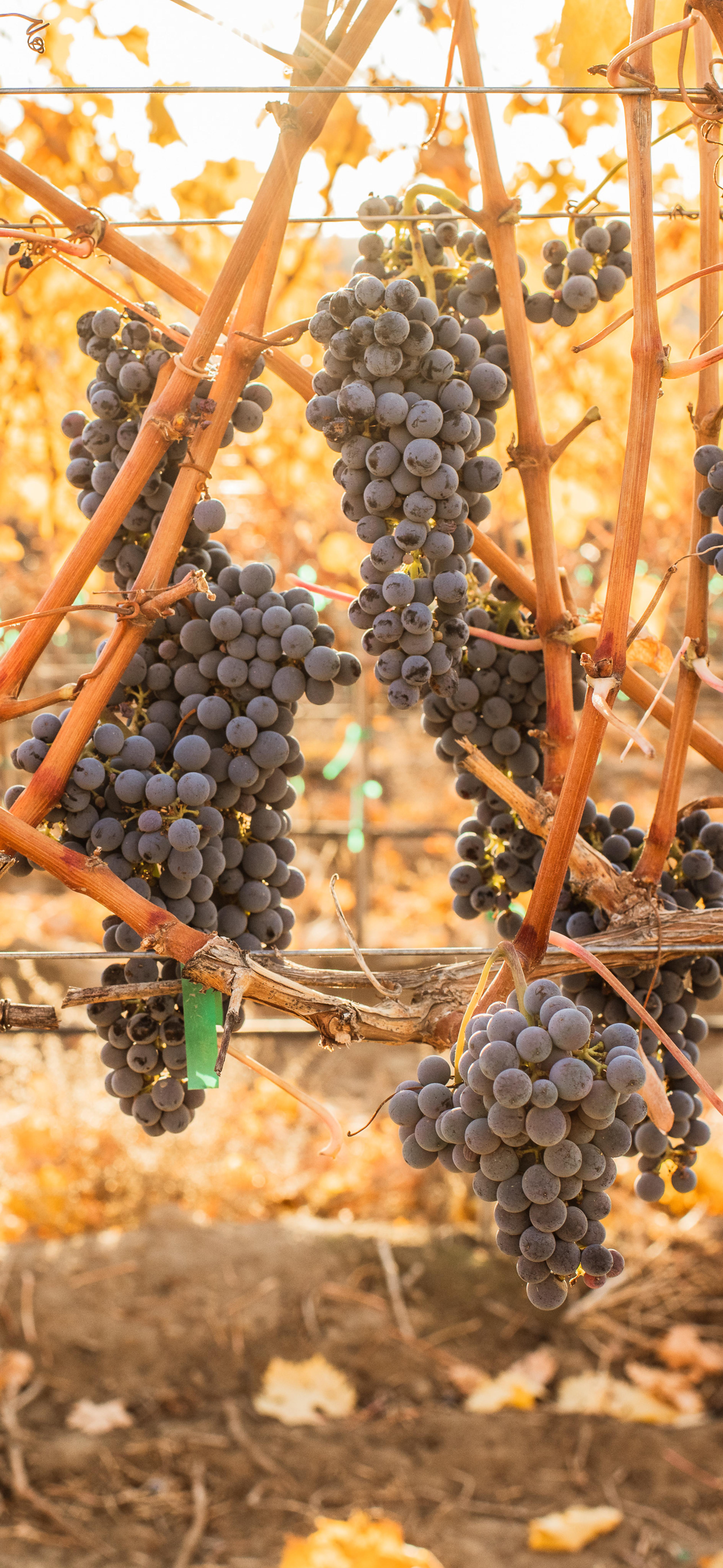 Cabernet Sauvignon | Royal Slope AVA