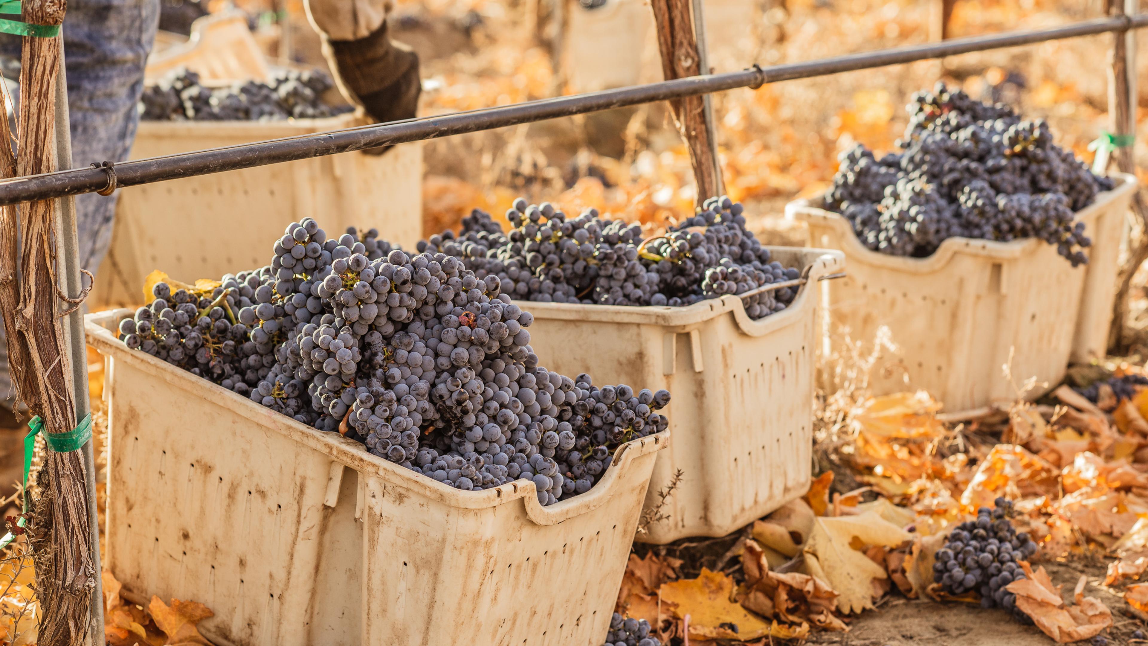 Cabernet Sauvignon | Royal Slope AVA