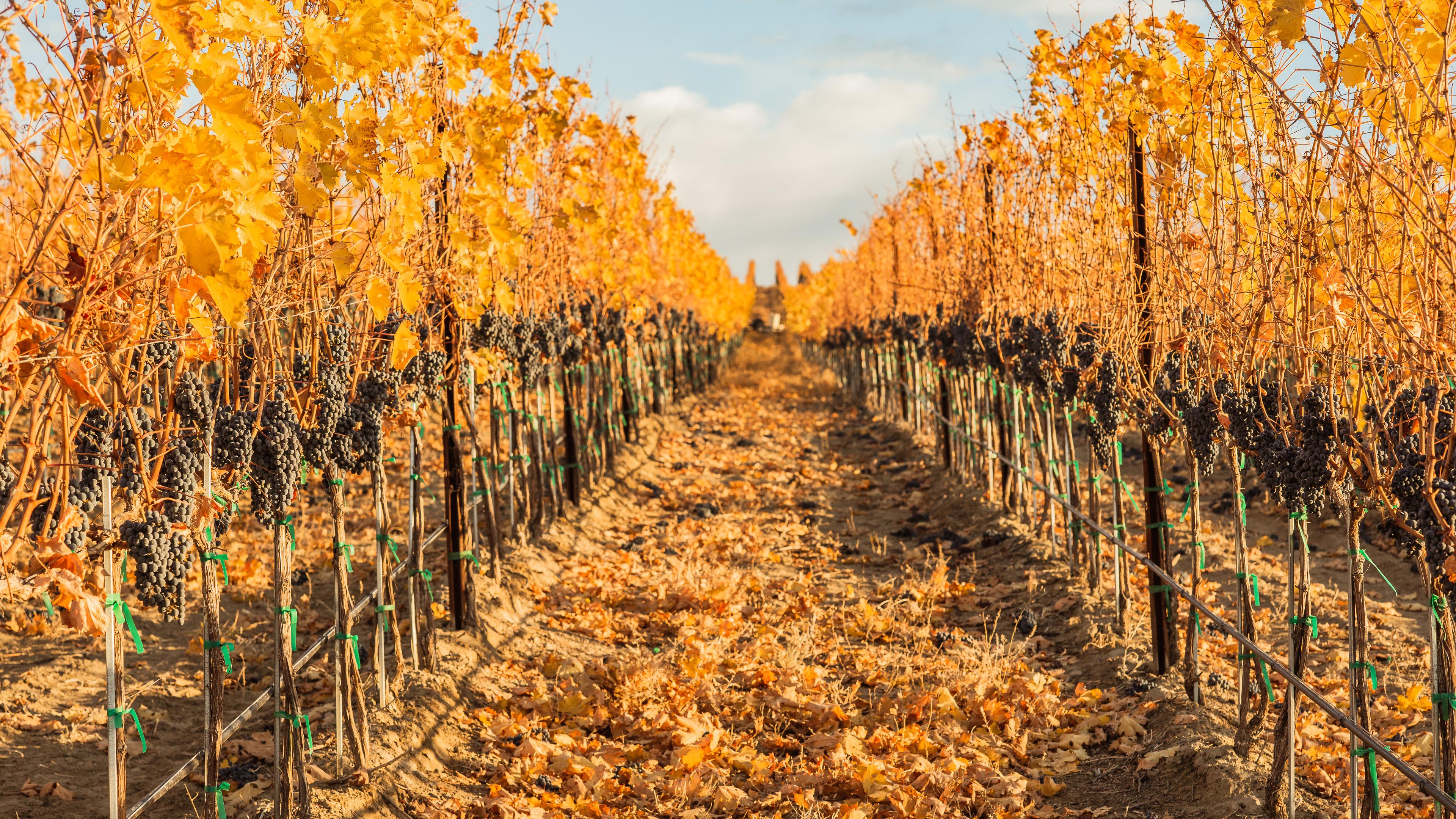 November | Royal Slope AVA