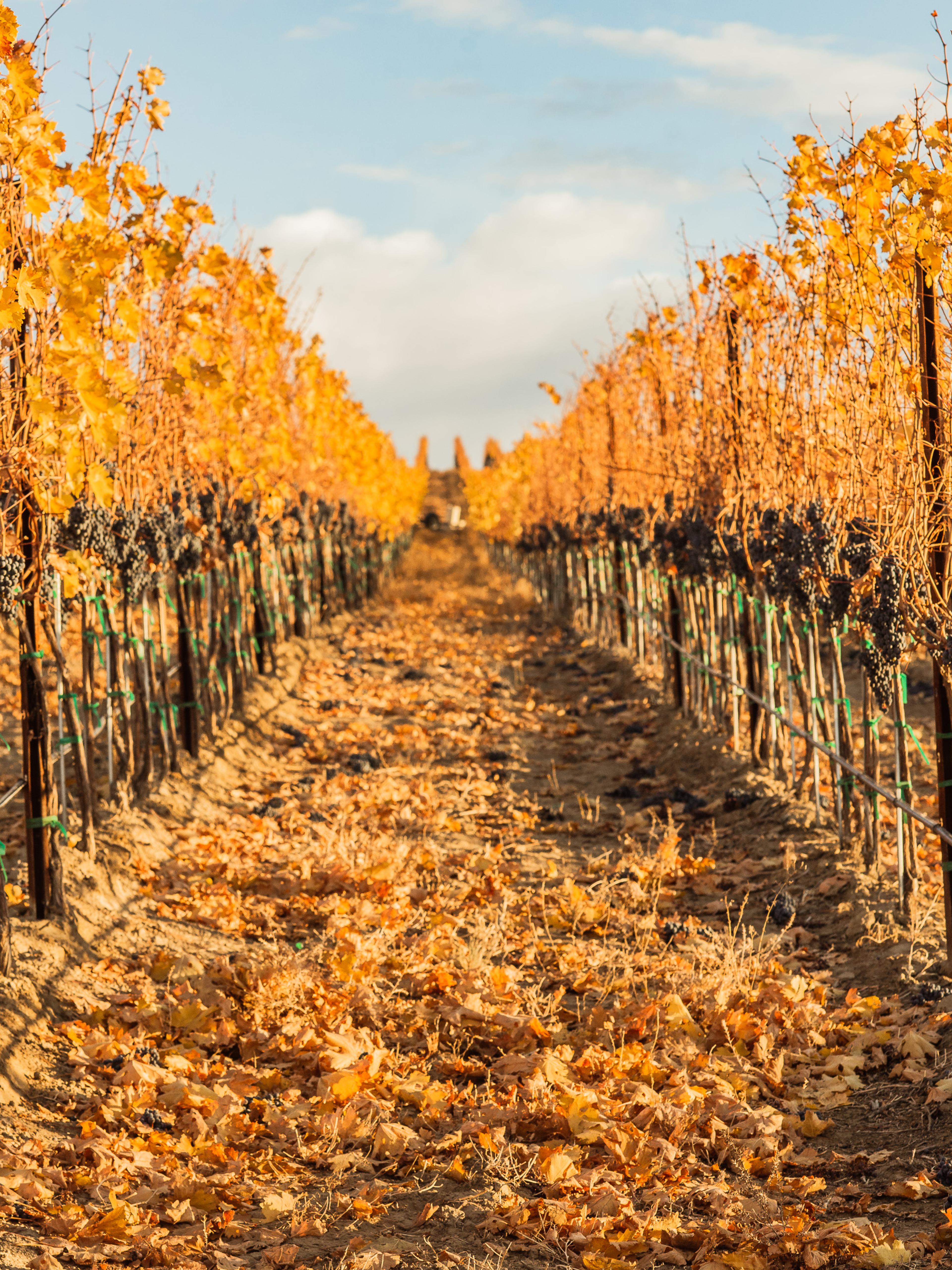 November | Royal Slope AVA