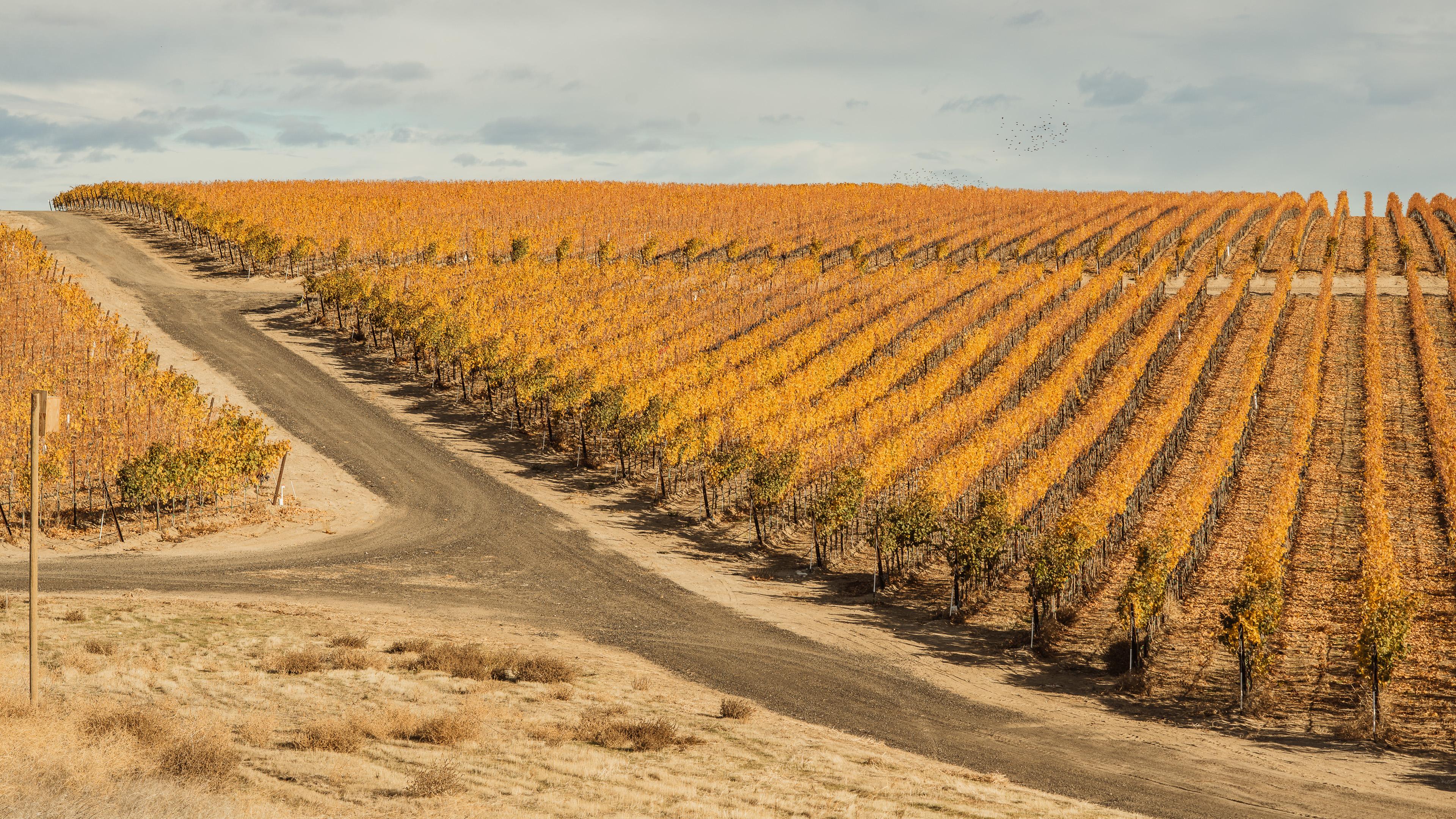 November | Royal Slope AVA