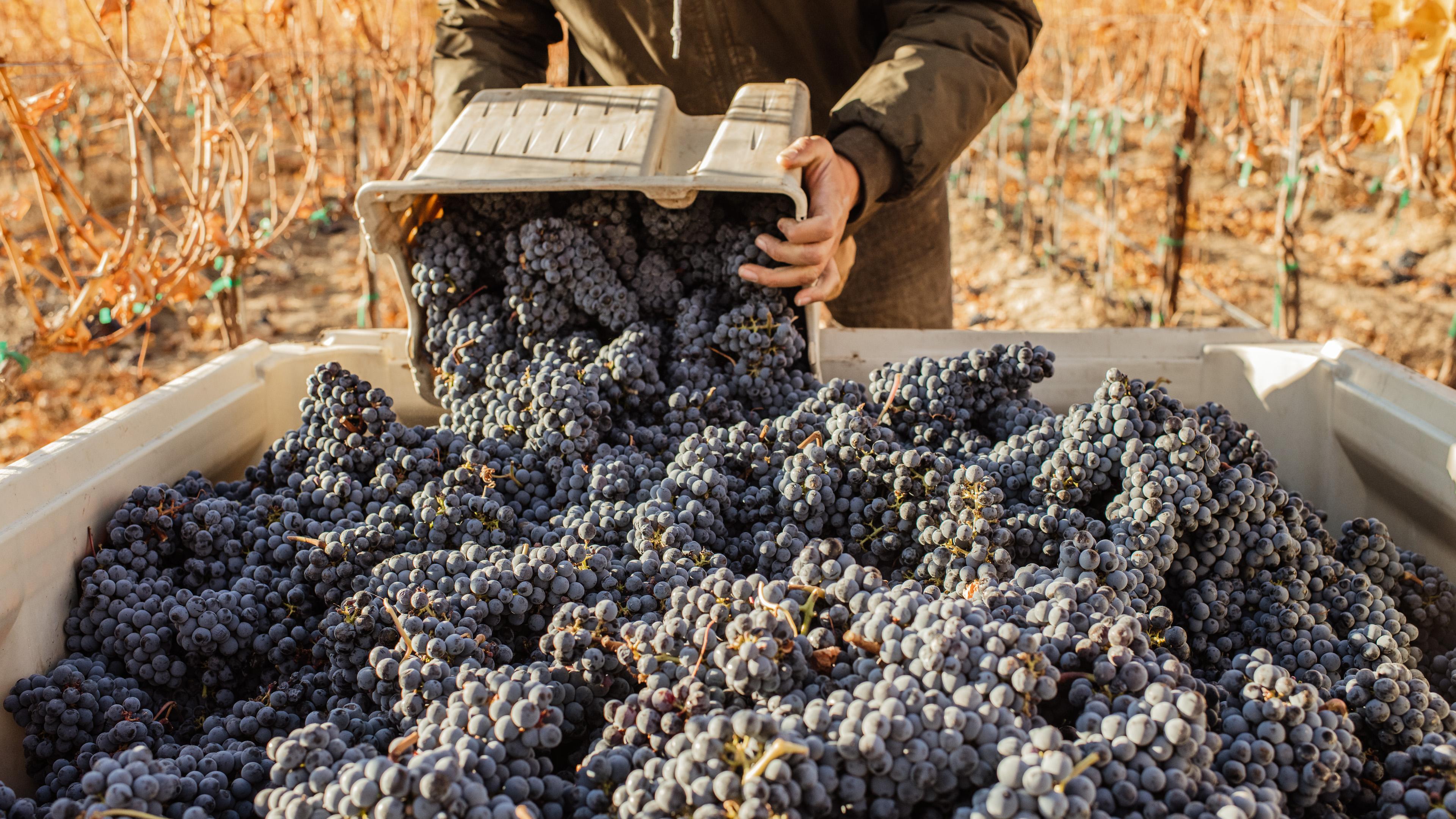 Cabernet Sauvignon | Royal Slope AVA