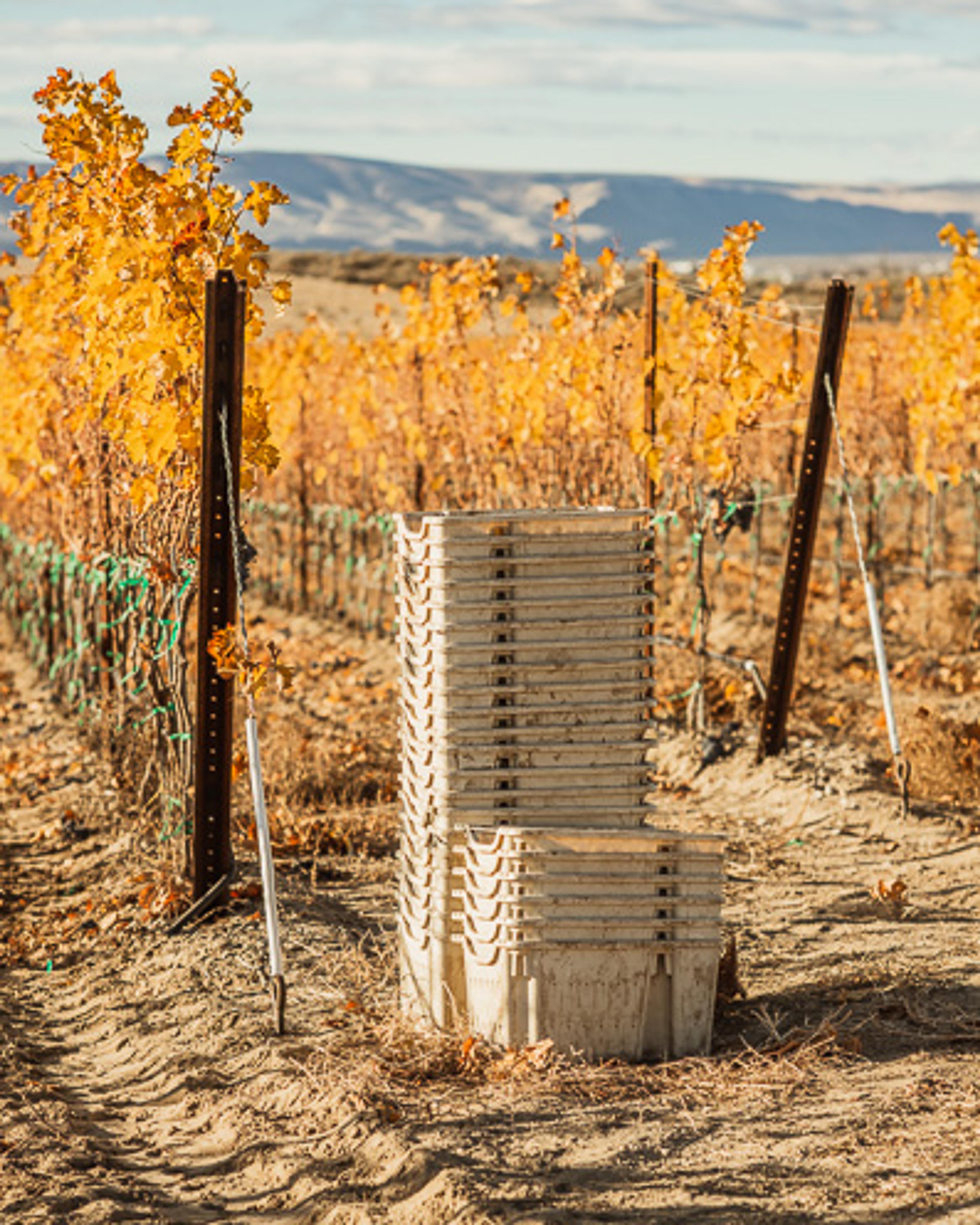 November | Royal Slope AVA