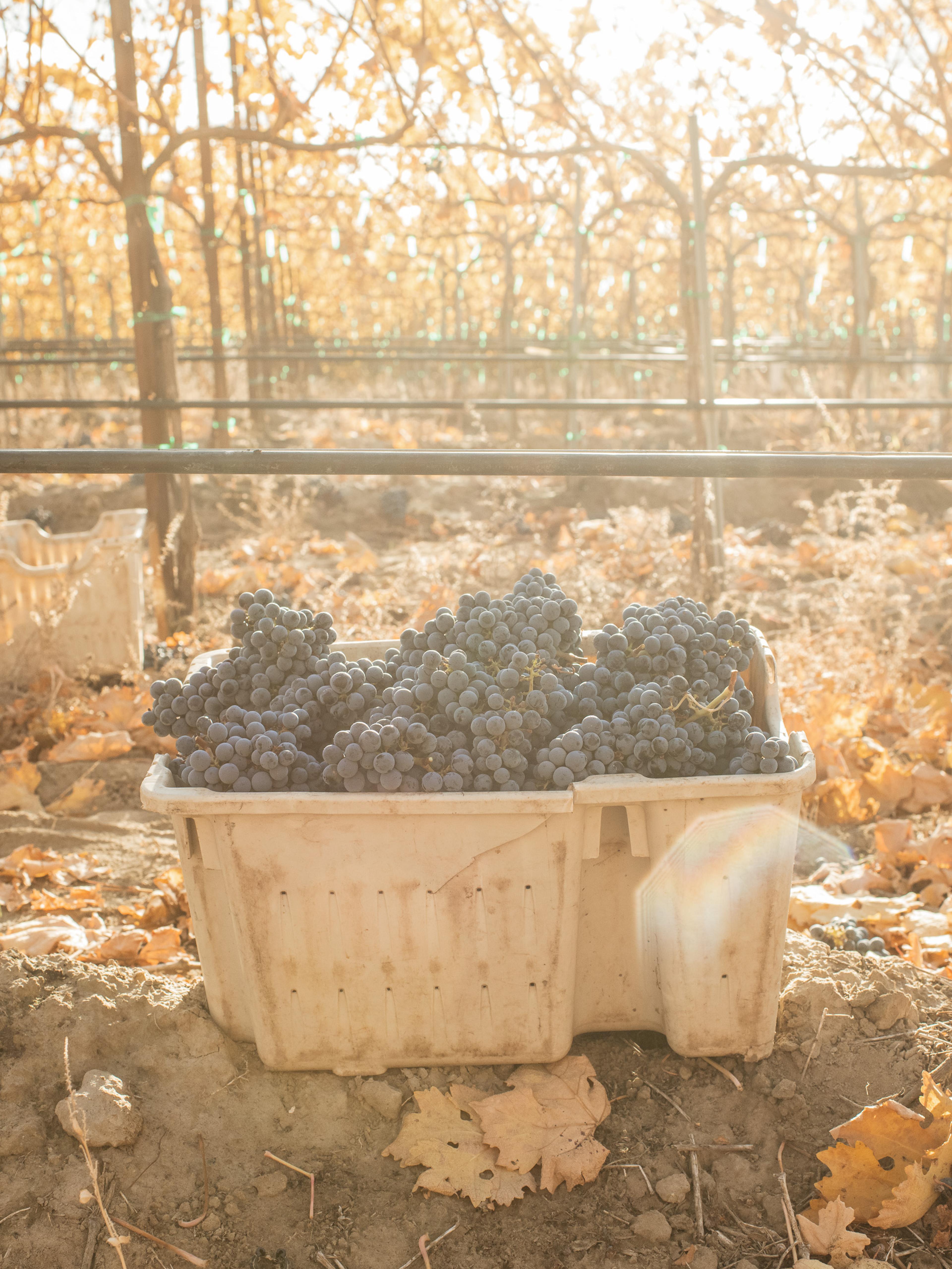 Cabernet Sauvignon | Royal Slope AVA