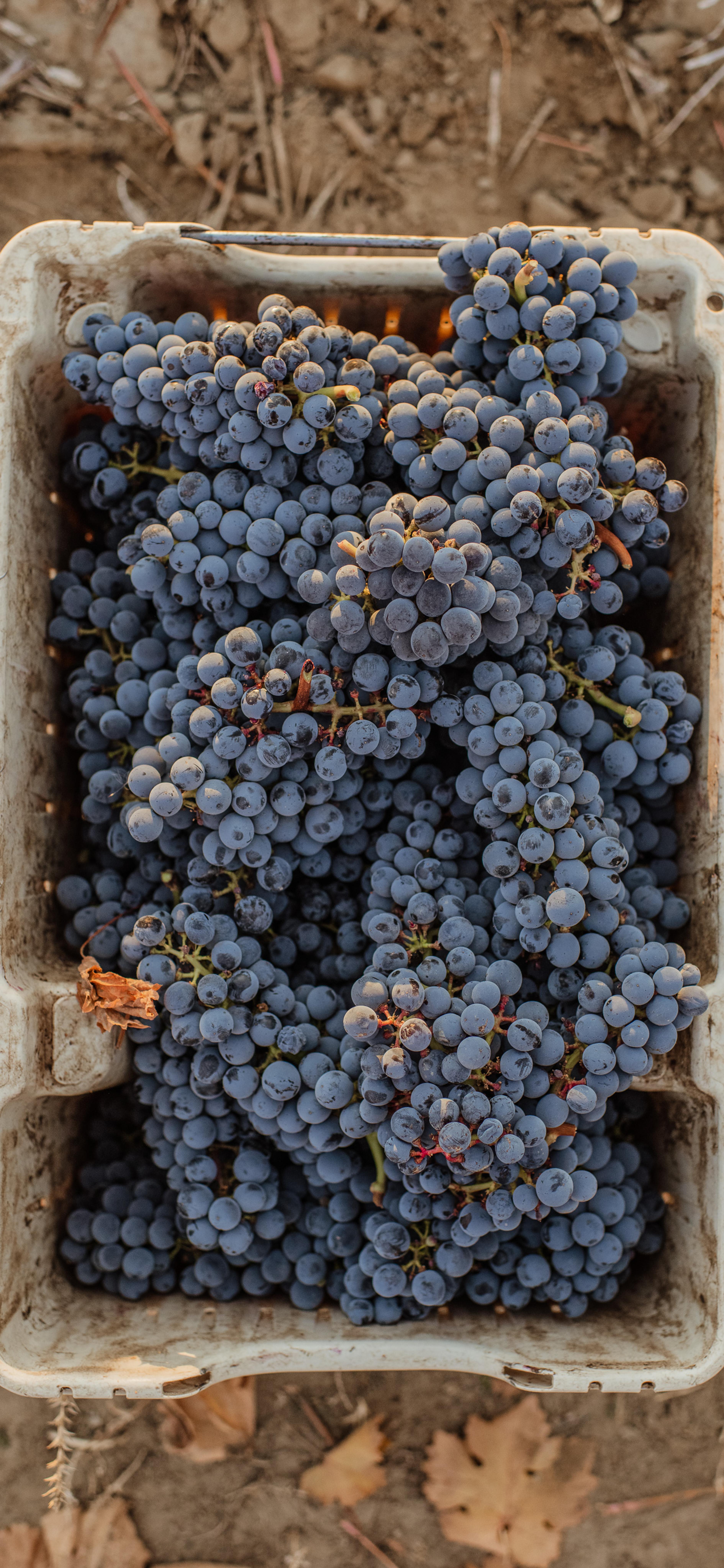 Cabernet Sauvignon | Royal Slope AVA