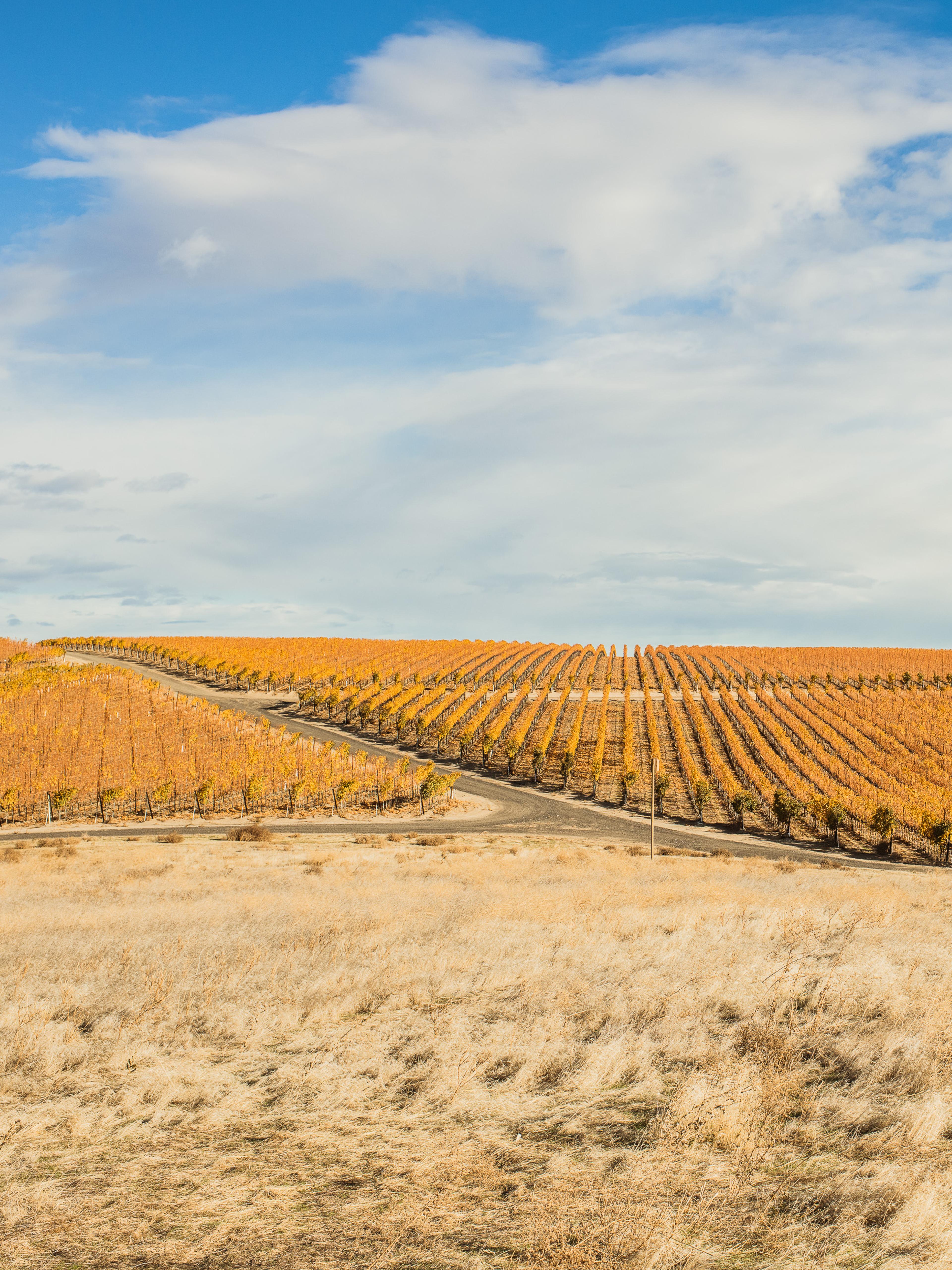 November | Royal Slope AVA