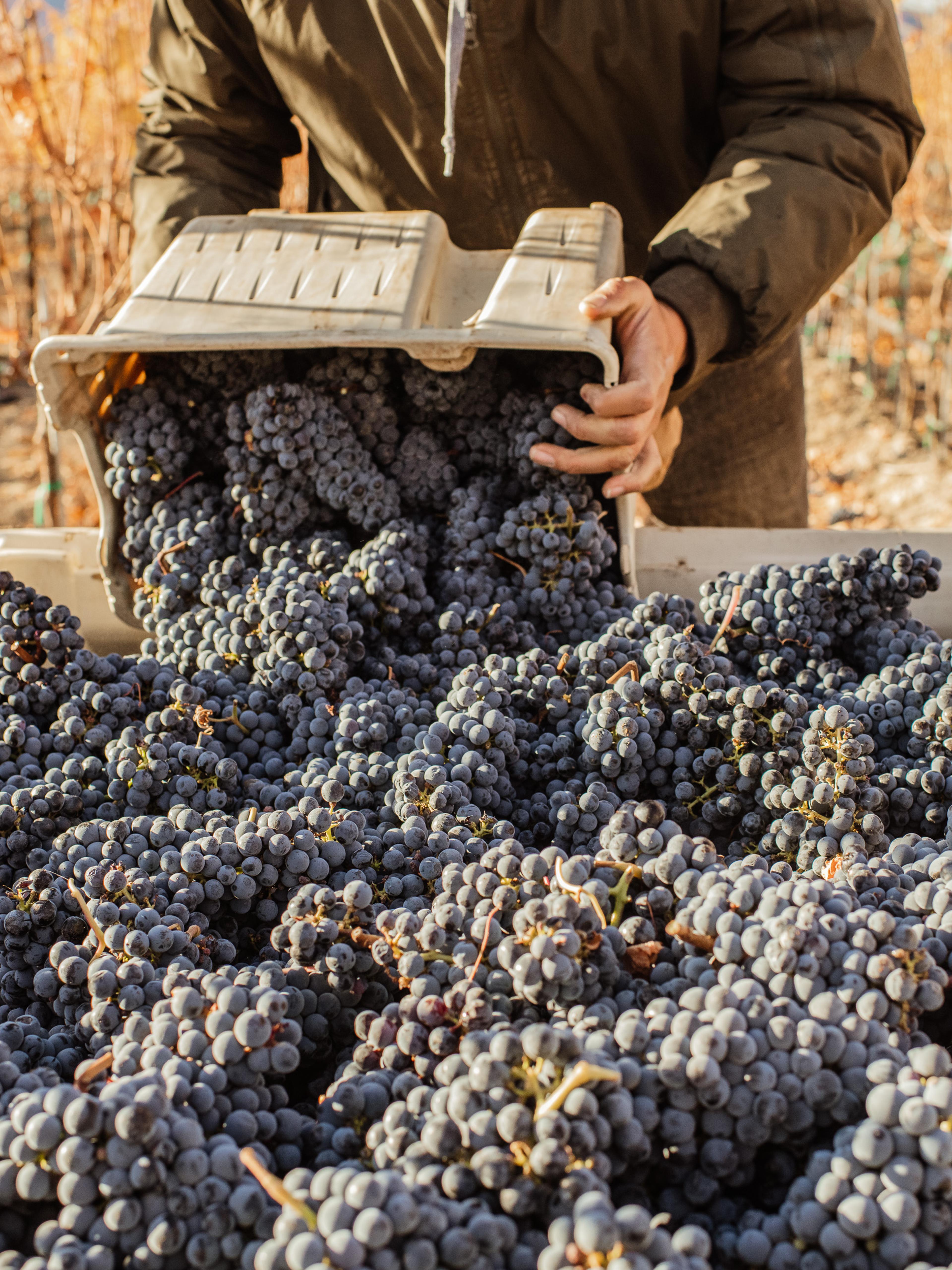 Cabernet Sauvignon | Royal Slope AVA