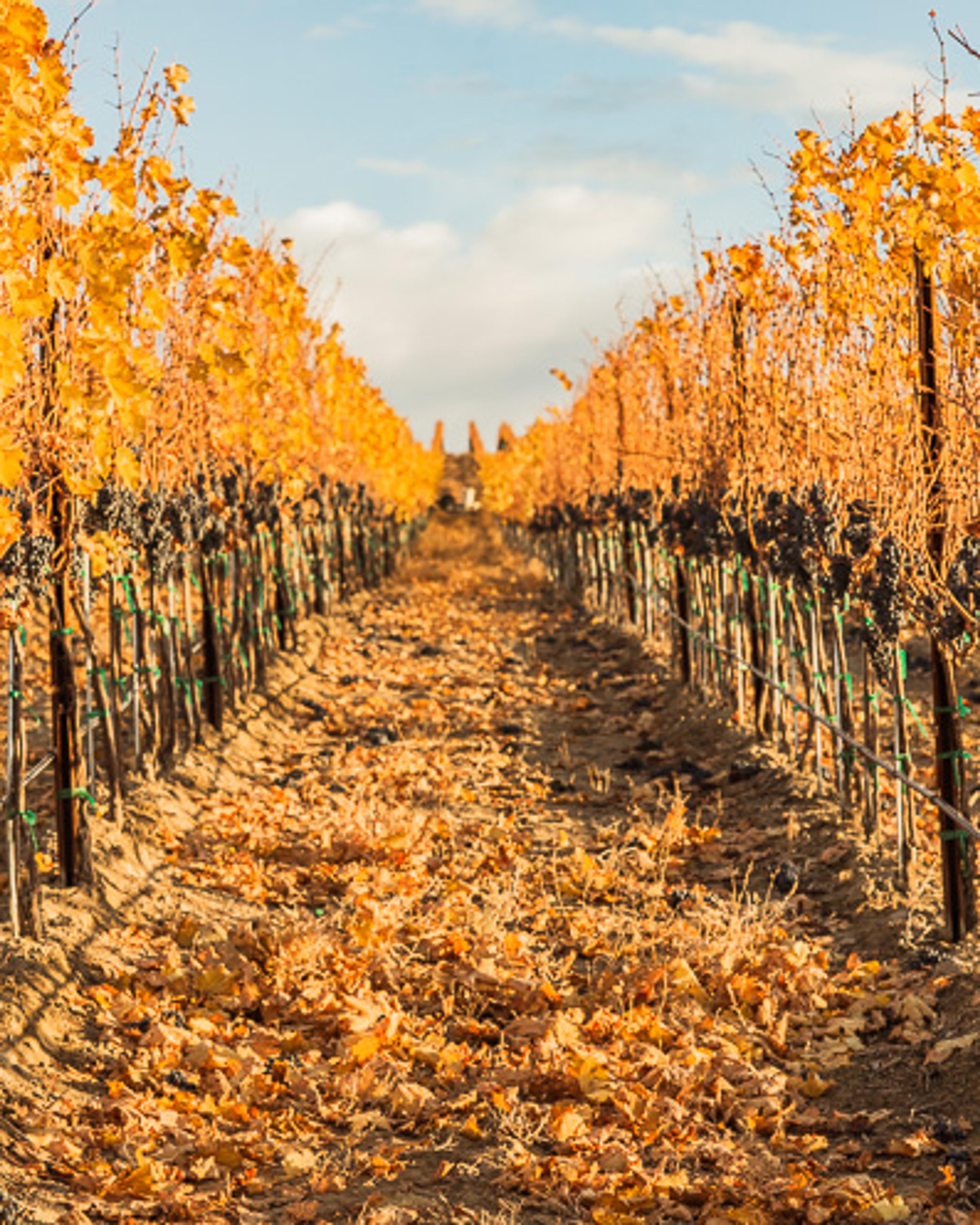 November | Royal Slope AVA