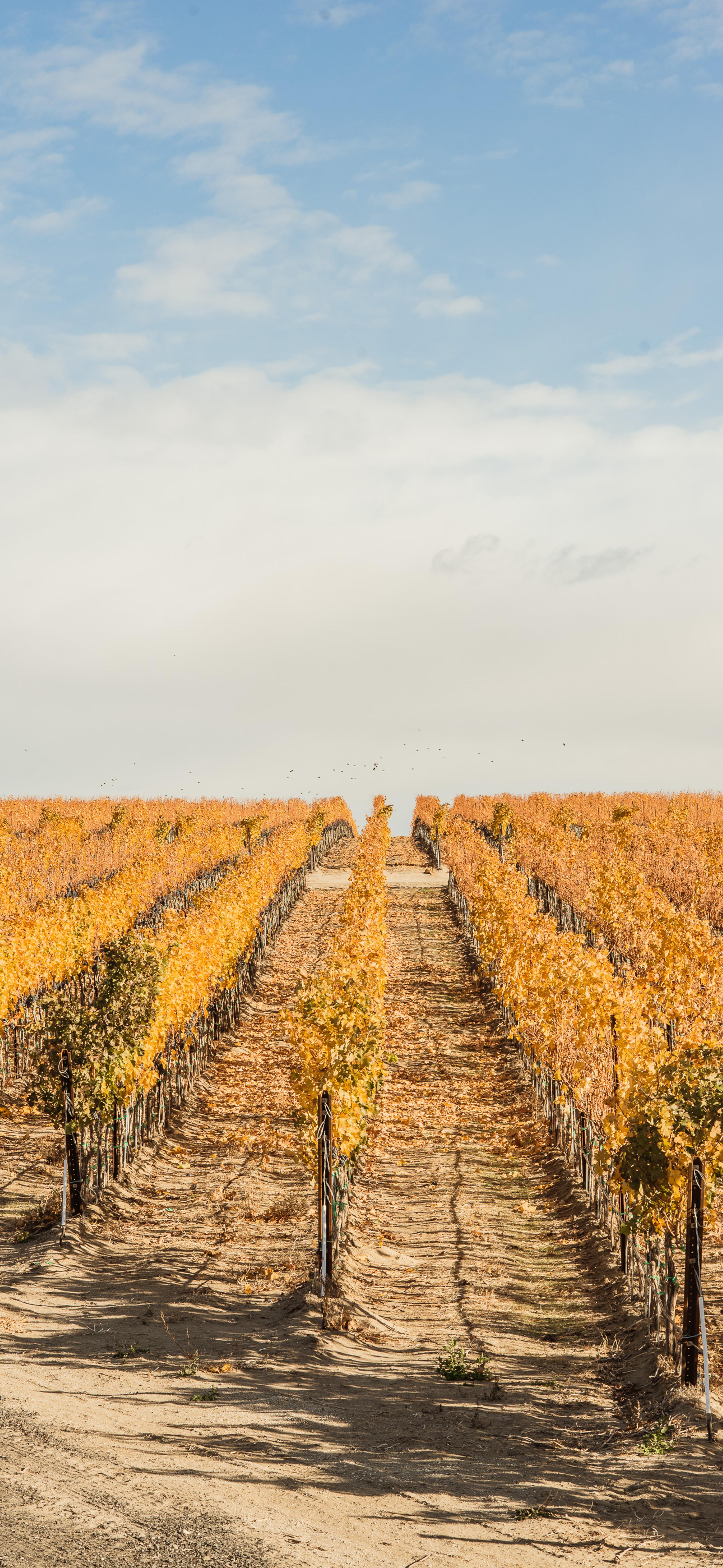 November | Royal Slope AVA