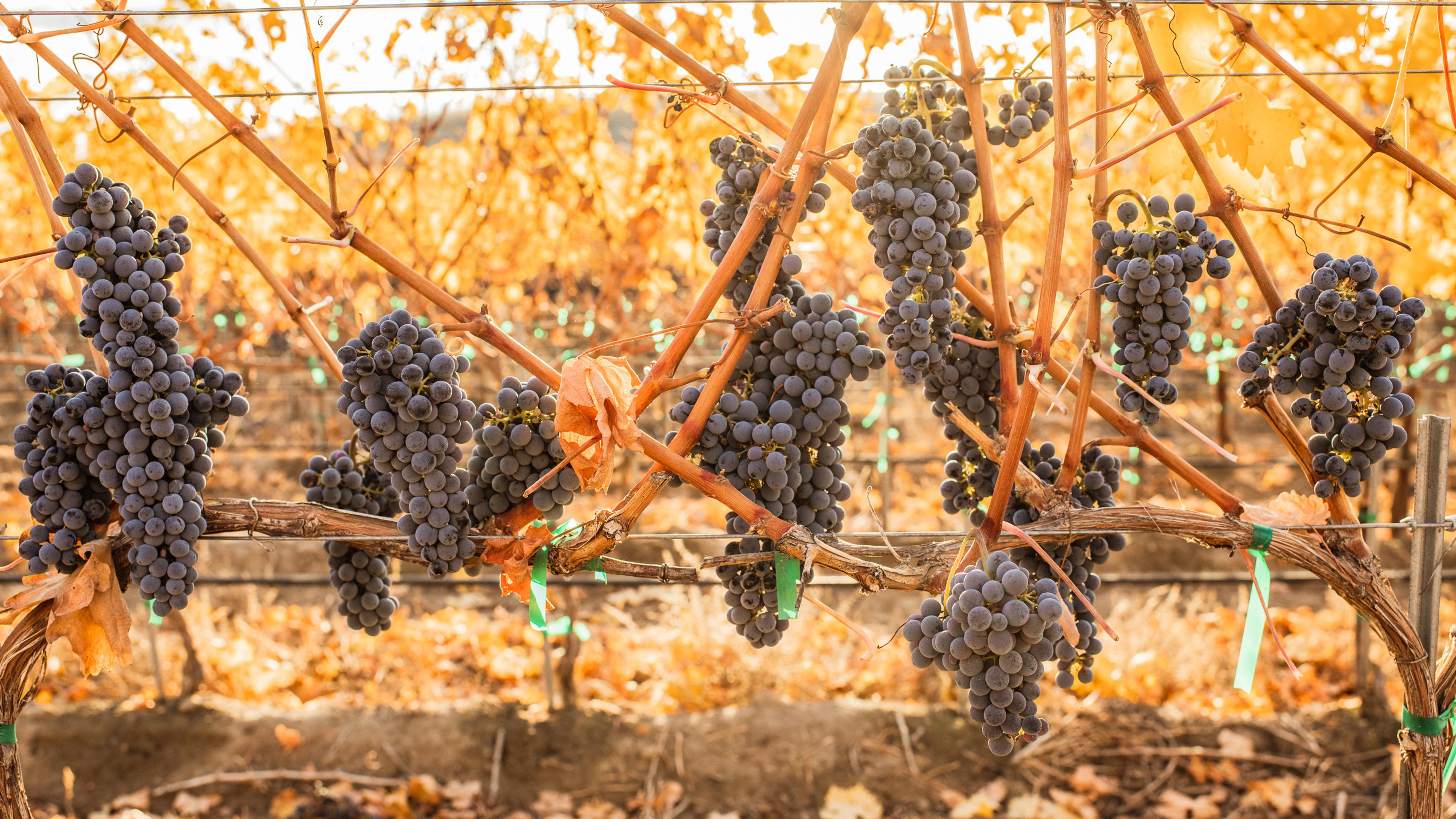 Cabernet Sauvignon | Royal Slope AVA