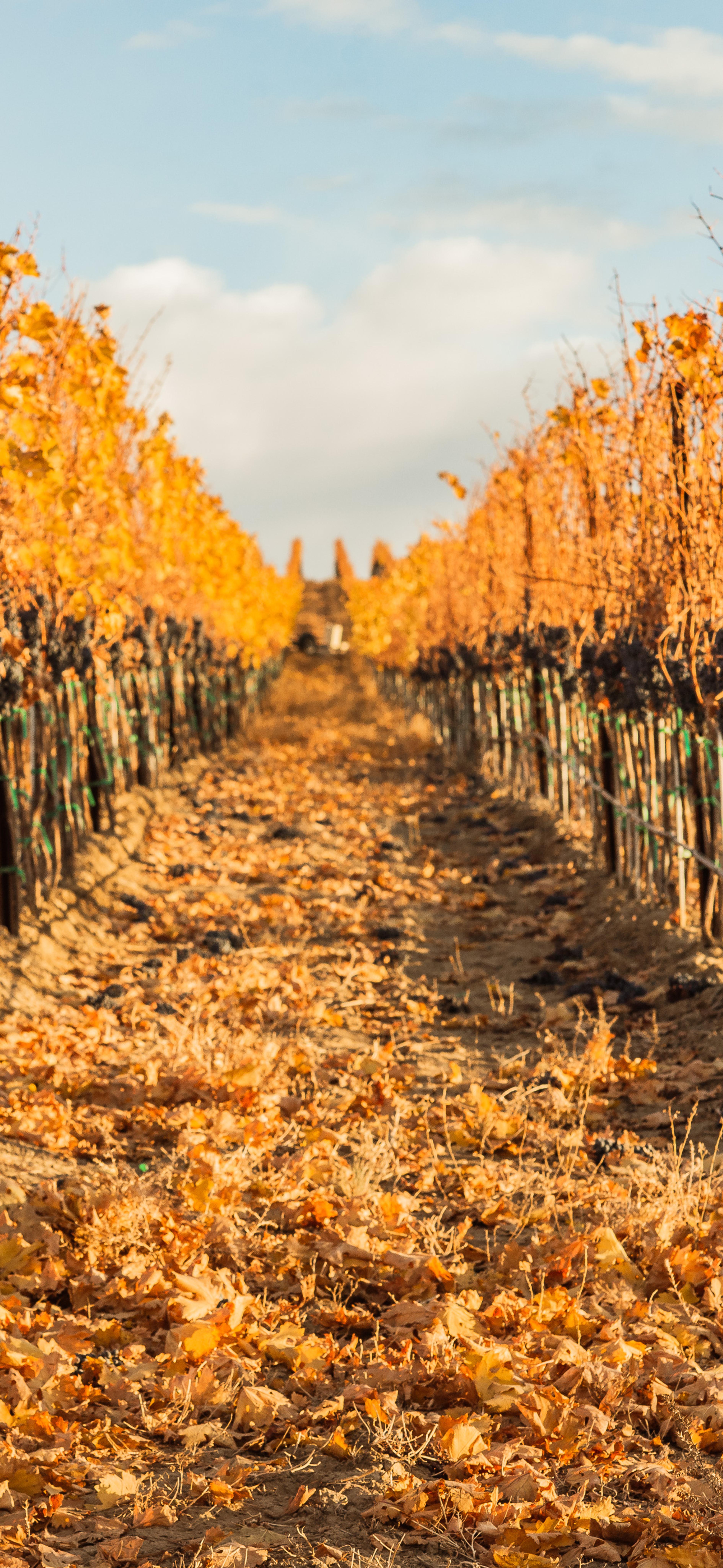 November | Royal Slope AVA