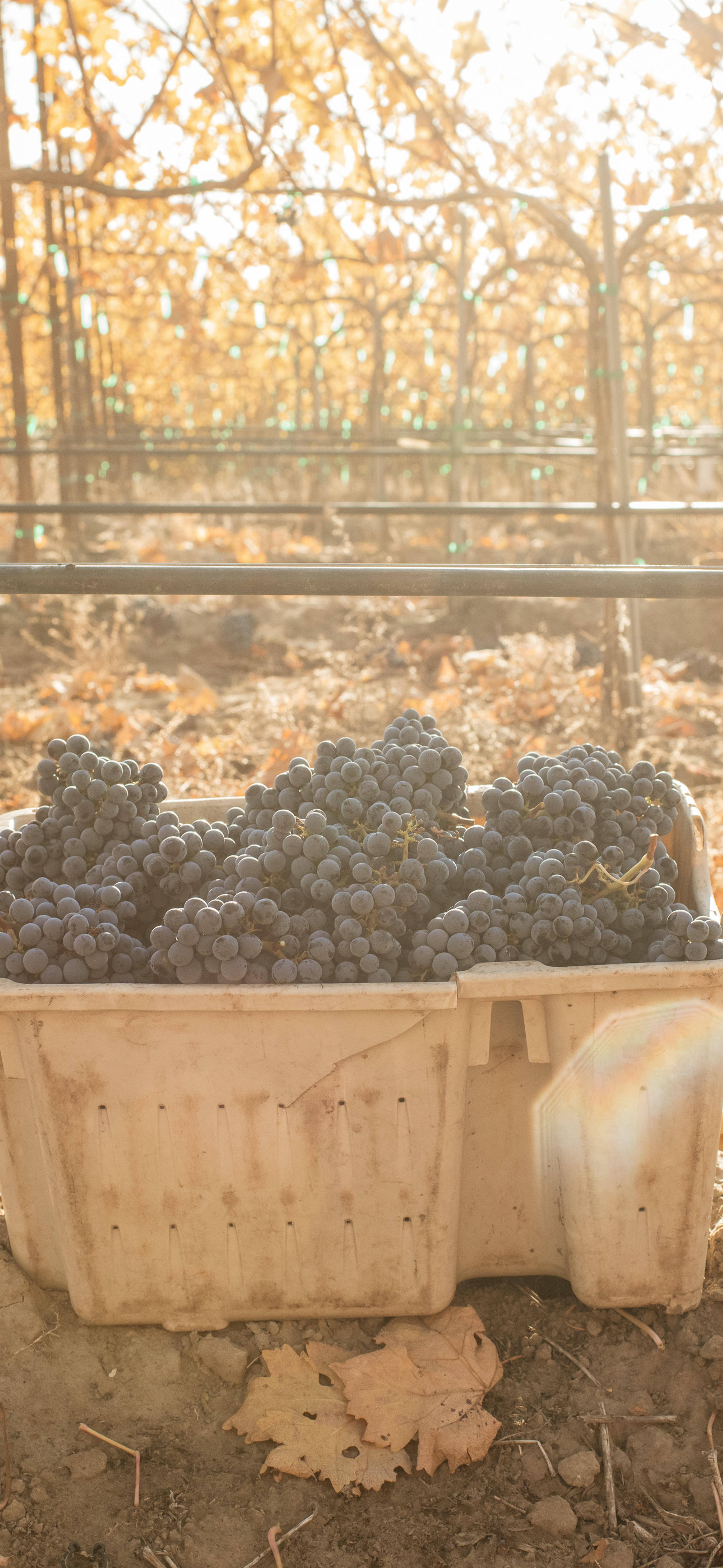 Cabernet Sauvignon | Royal Slope AVA