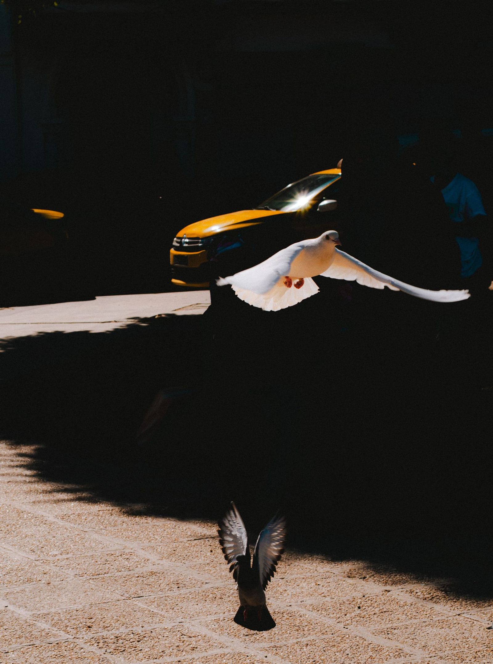 Godly birds. Shot in Houmet Souk
