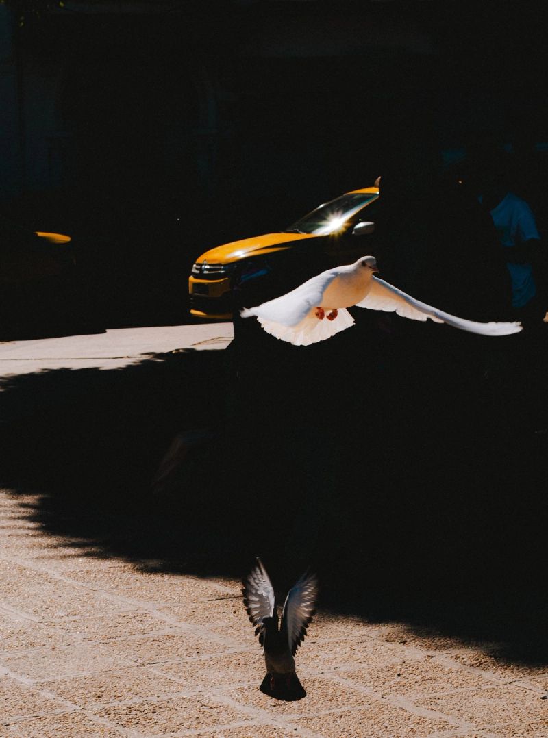 Godly birds. Shot in Houmet Souk