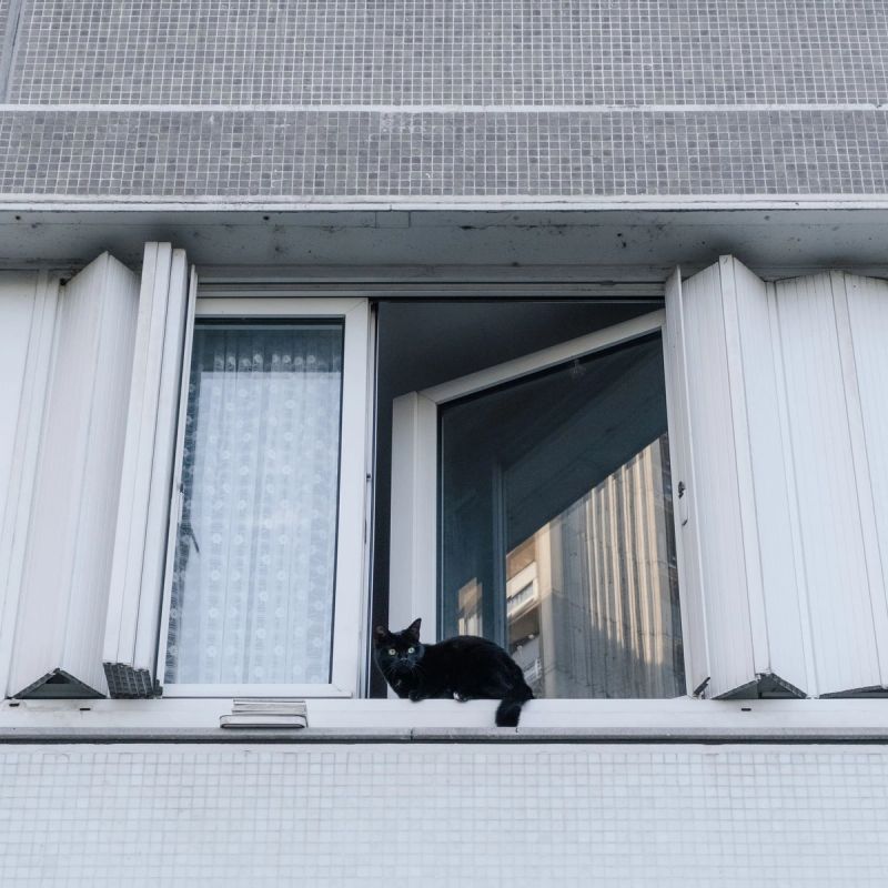 Black Cat — Villejuif, France