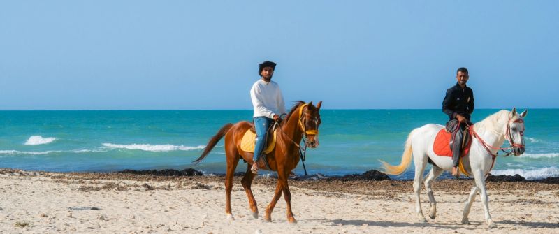 Horses in Djerba, Tunisia