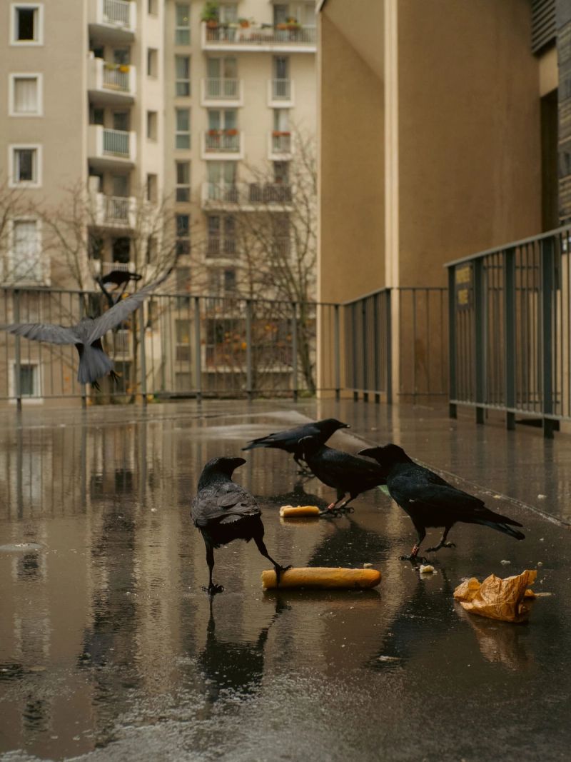 Crows in paris 13th, owning their bread