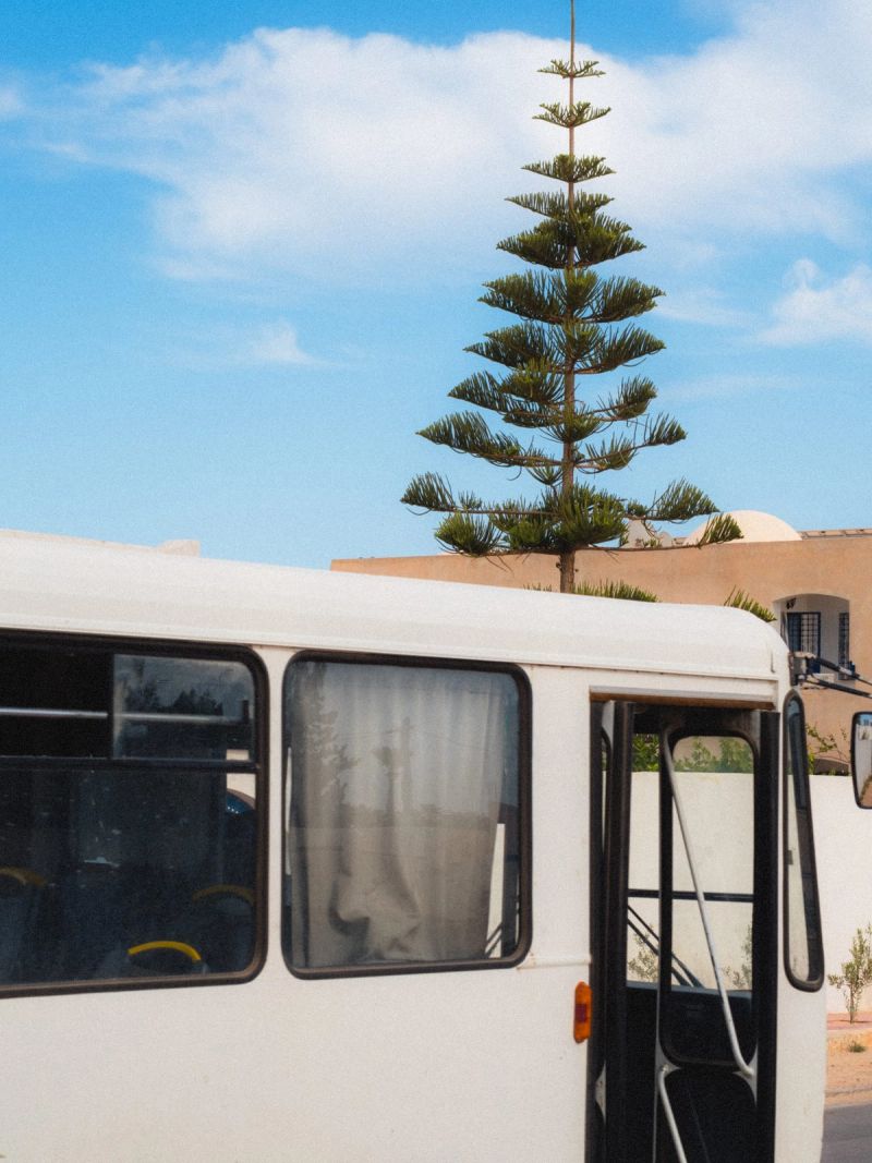 Bus n tree — Djerba, Tunisia