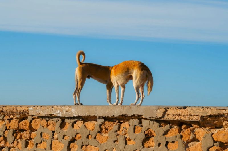 Tunisia Dogs