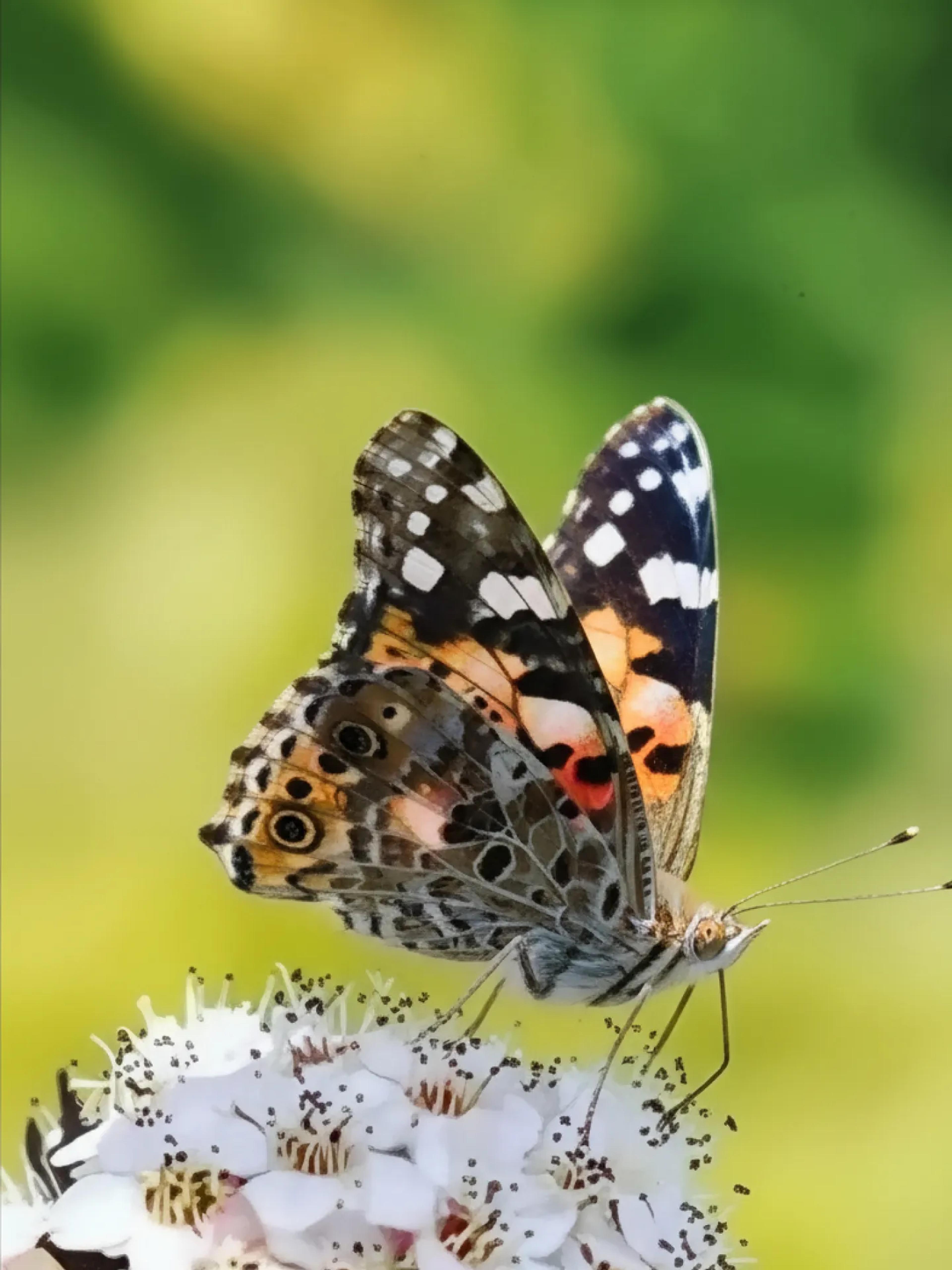 A photo of a butterfly on a flower.