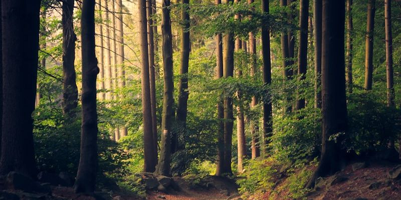 Nature and Digital Detox: Simple Wellness, Profound Results