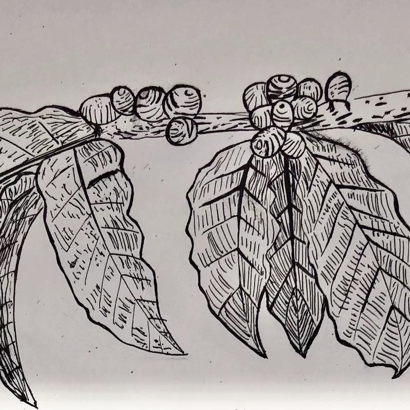 Leaves & Berries Leaves & Berries