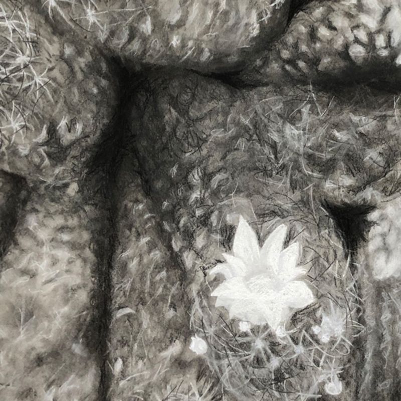 Plant Abstraction Plant Abstraction