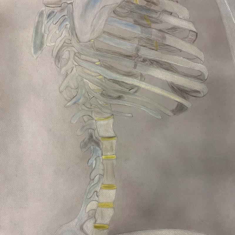 Anatomy Study Anatomy Study