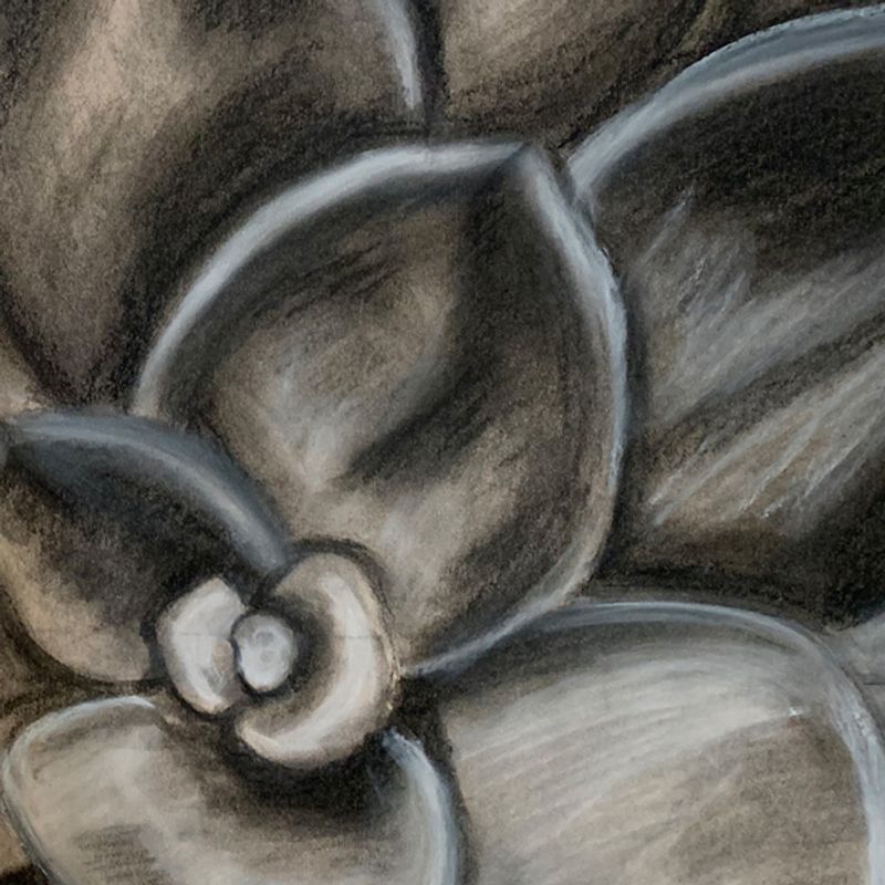 Succulents Succulents