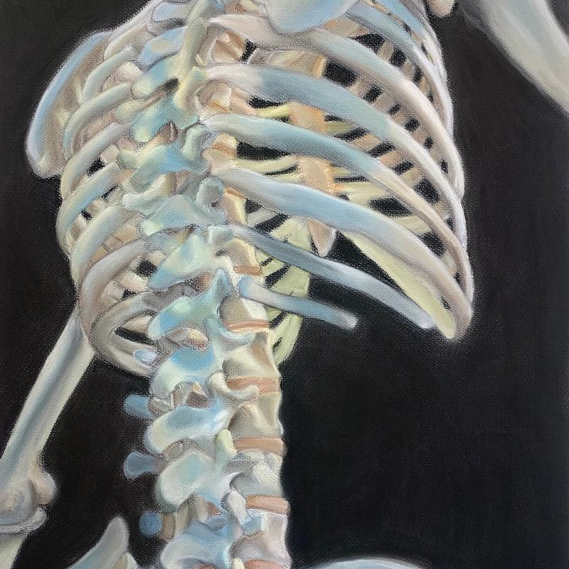 Anatomy study Anatomy study