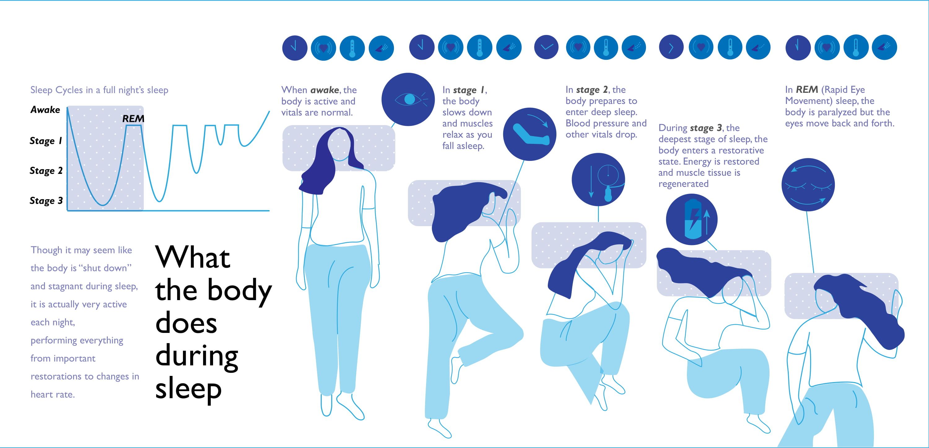 Science Of Sleep: Infographic | Binghamton University Open Studio