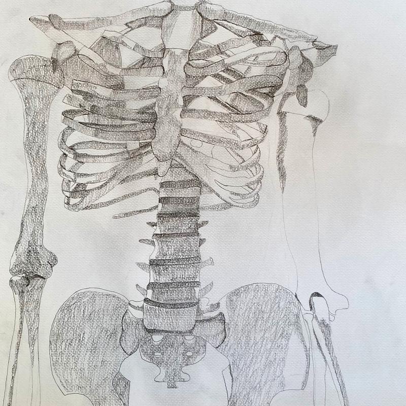 Anatomy Sketch Anatomy Sketch
