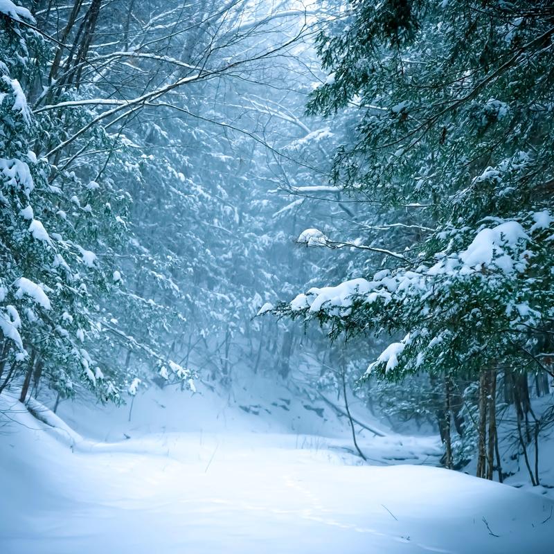 Winter's Guiding Light Winter's Guiding Light